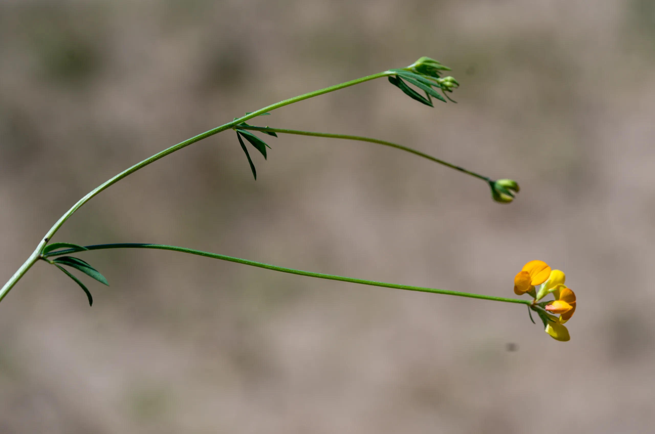 Lotus tenuis