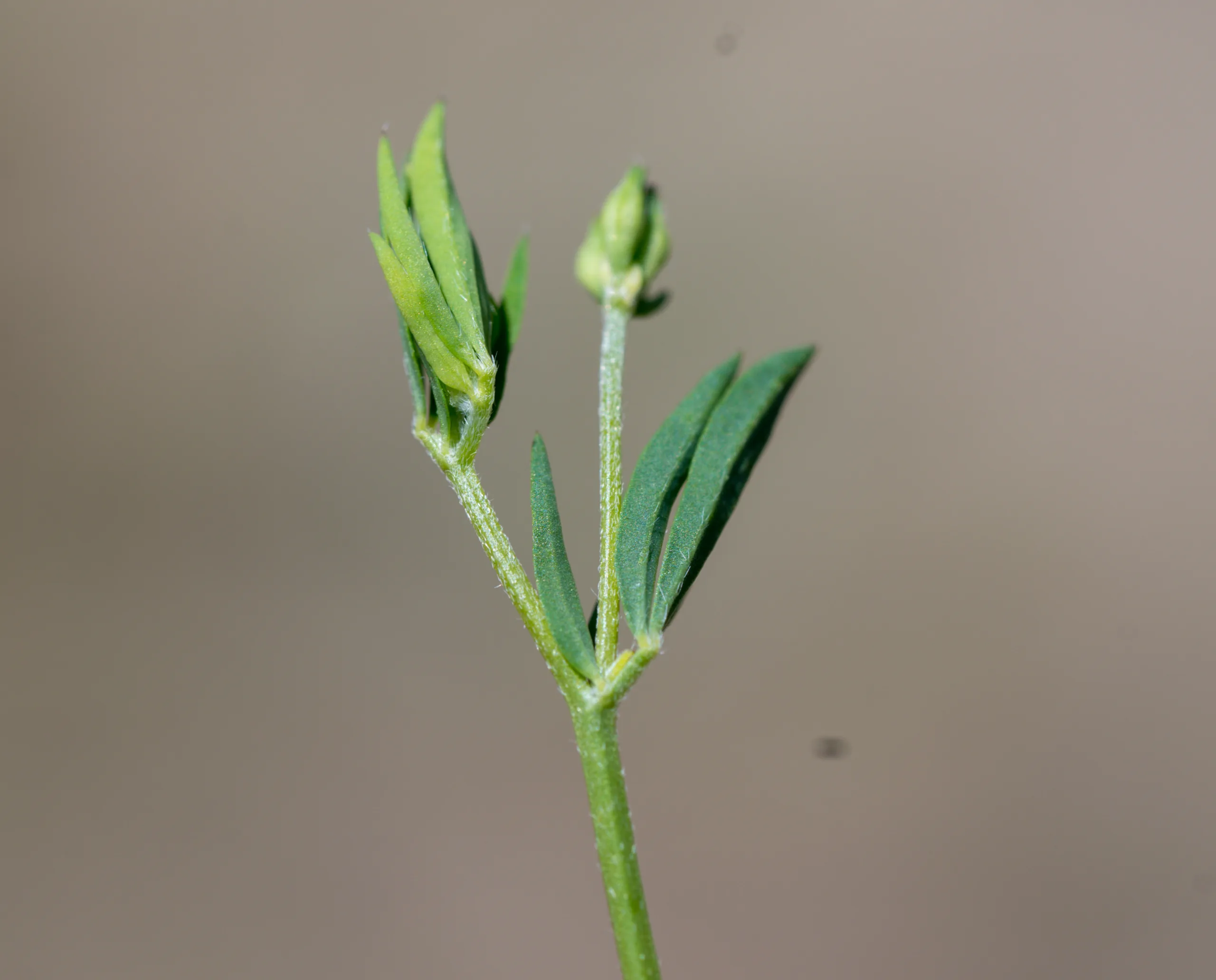 Lotus tenuis