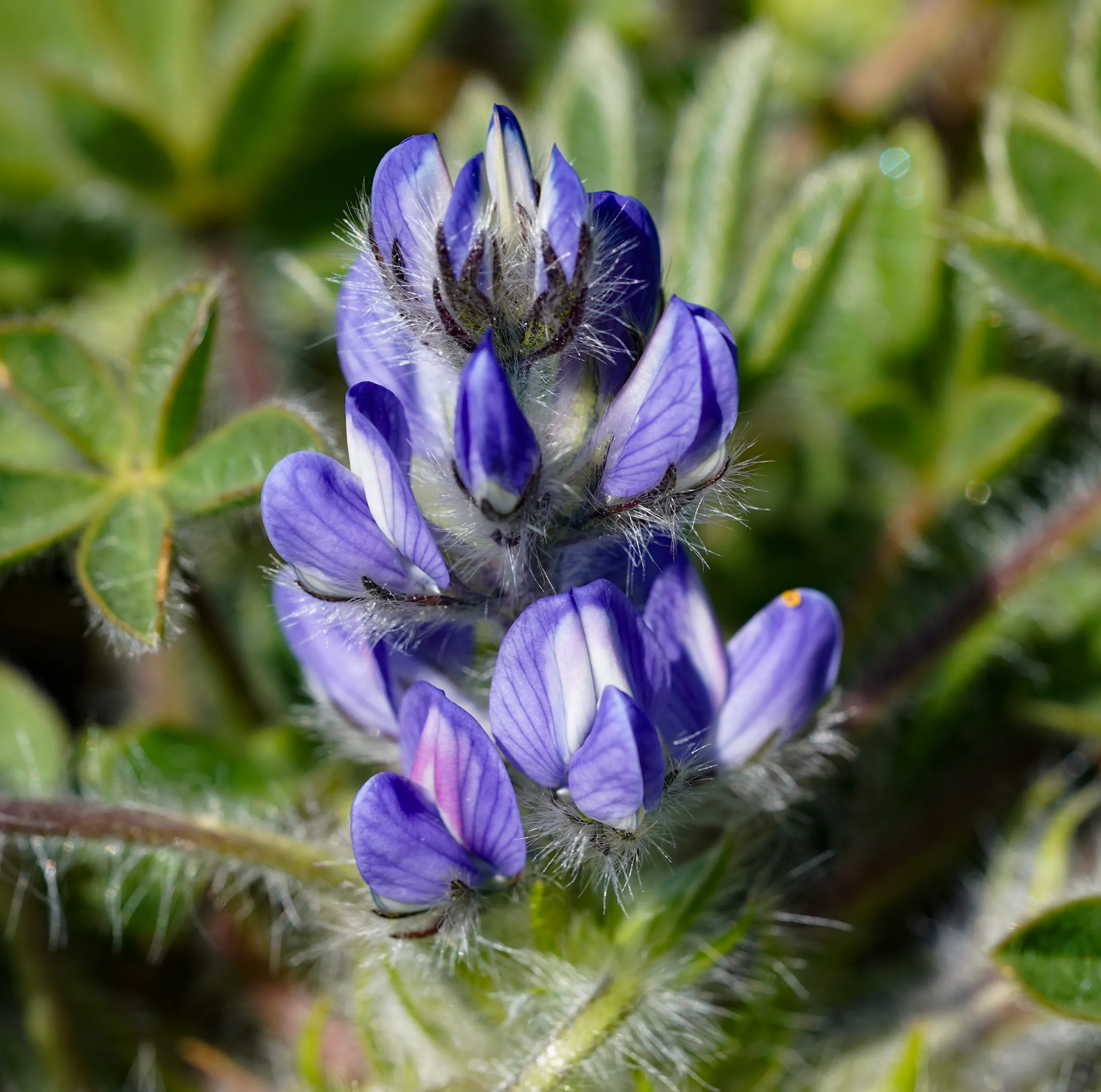 Lupinus (Acıbakla)