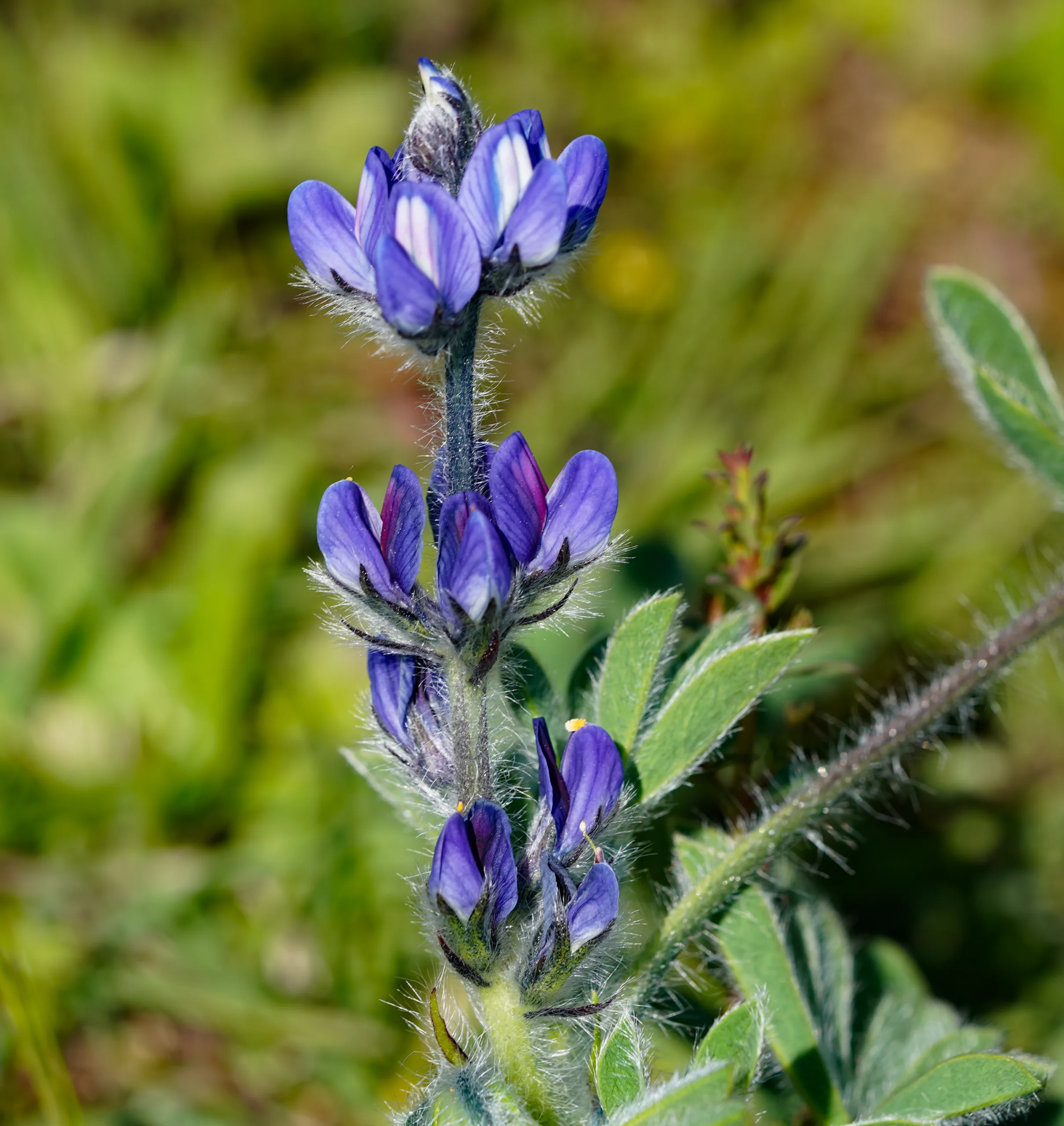 Lupinus gussoneanus