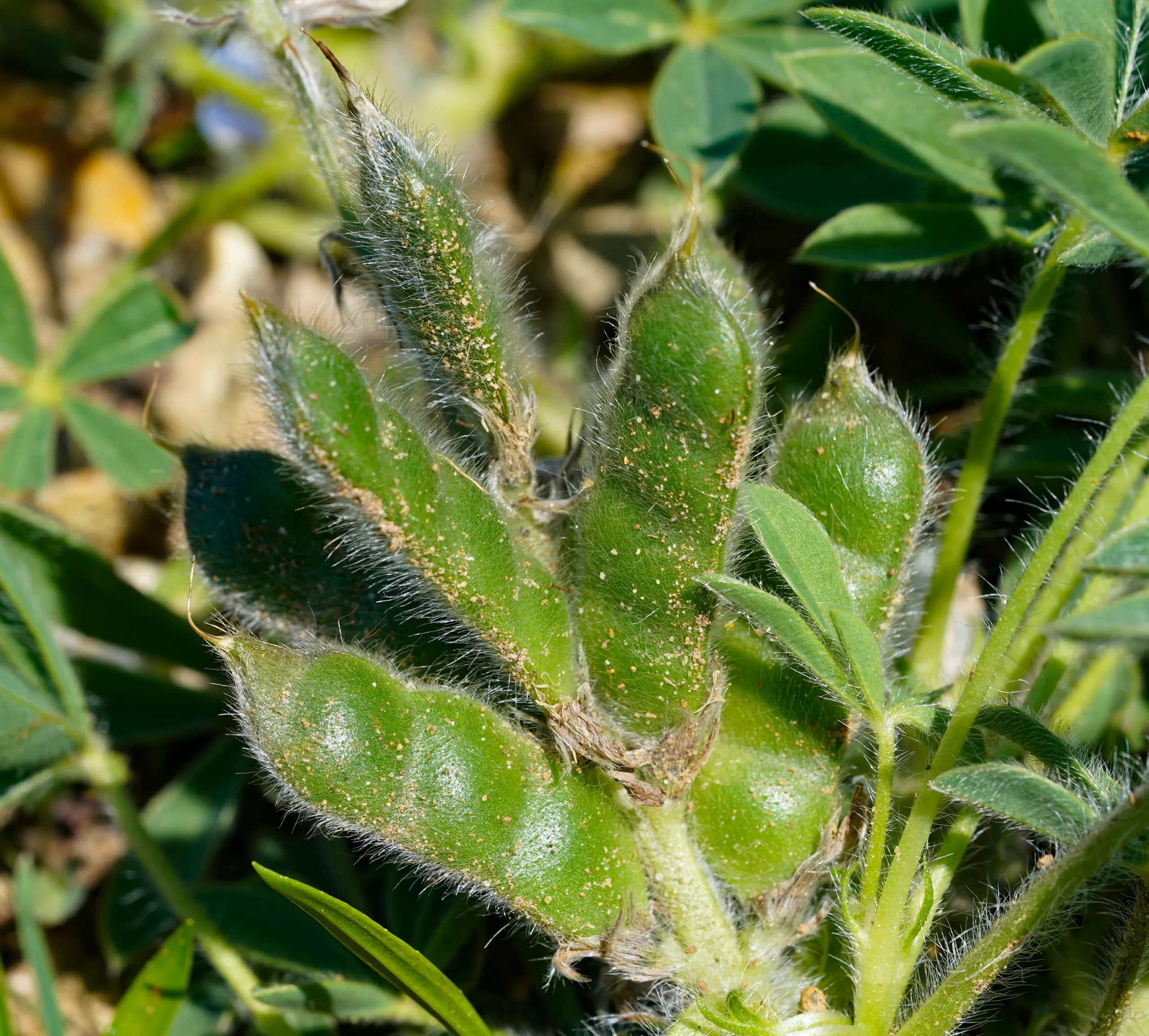 Lupinus gussoneanus