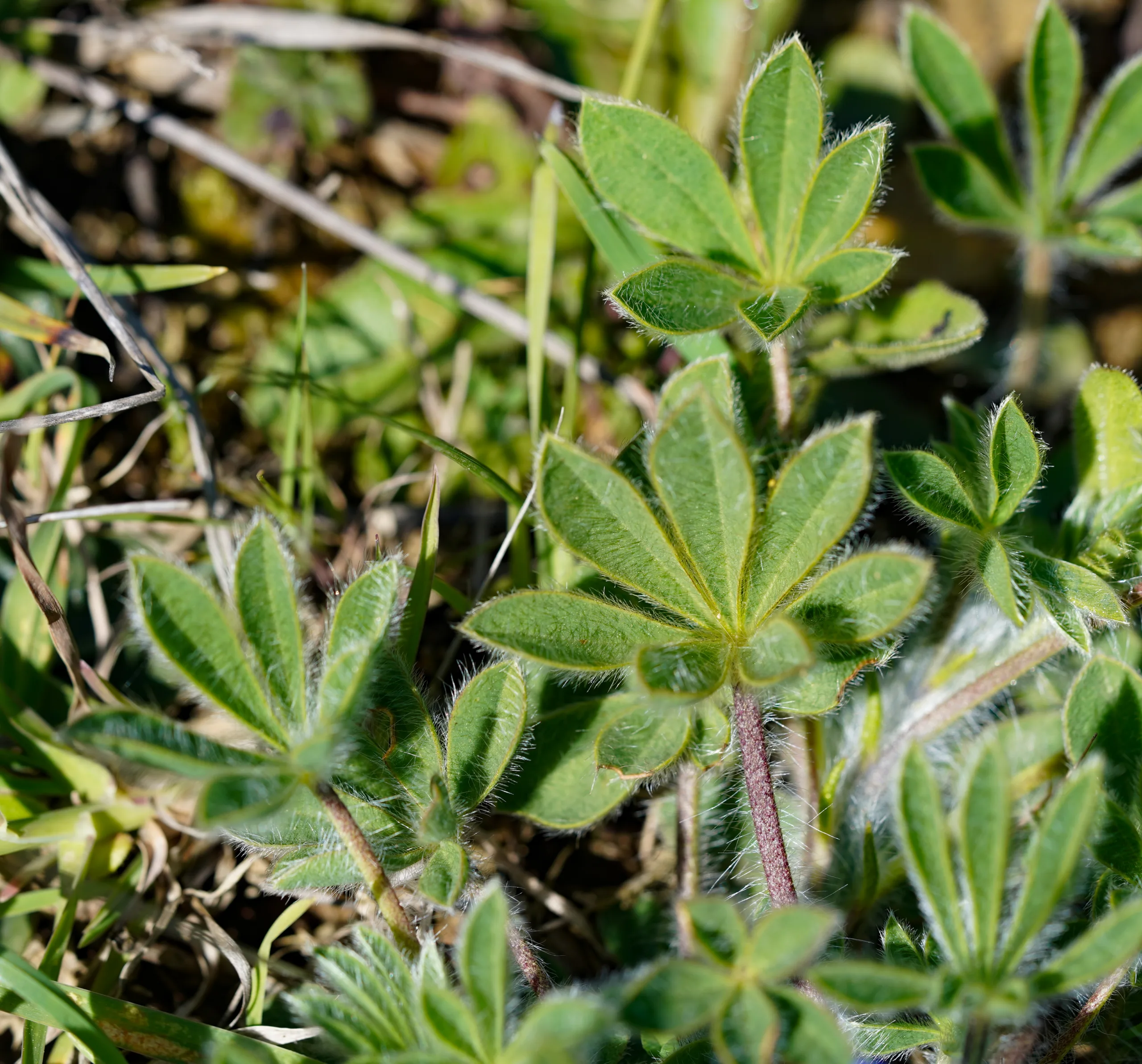Lupinus gussoneanus