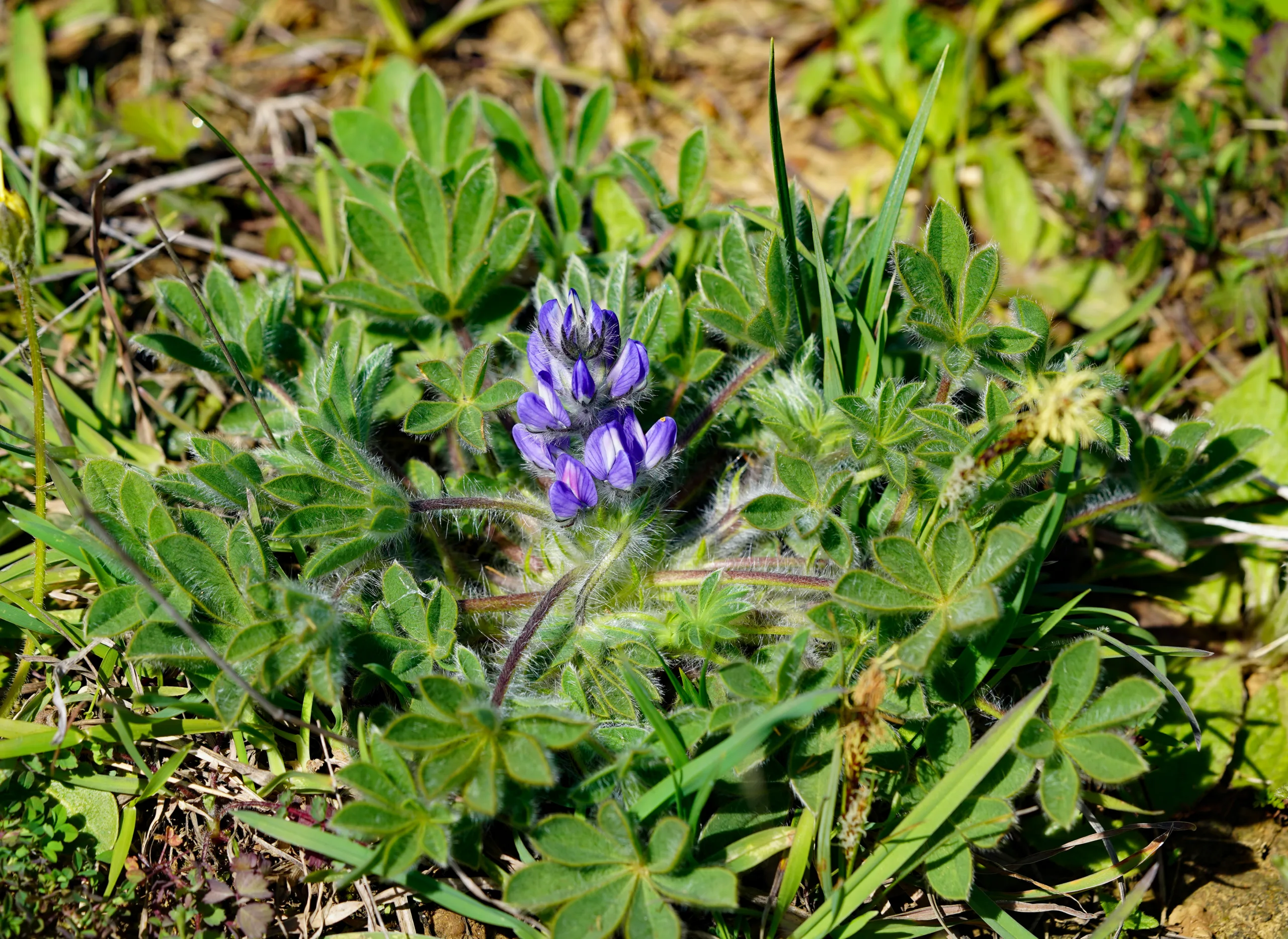 Lupinus gussoneanus