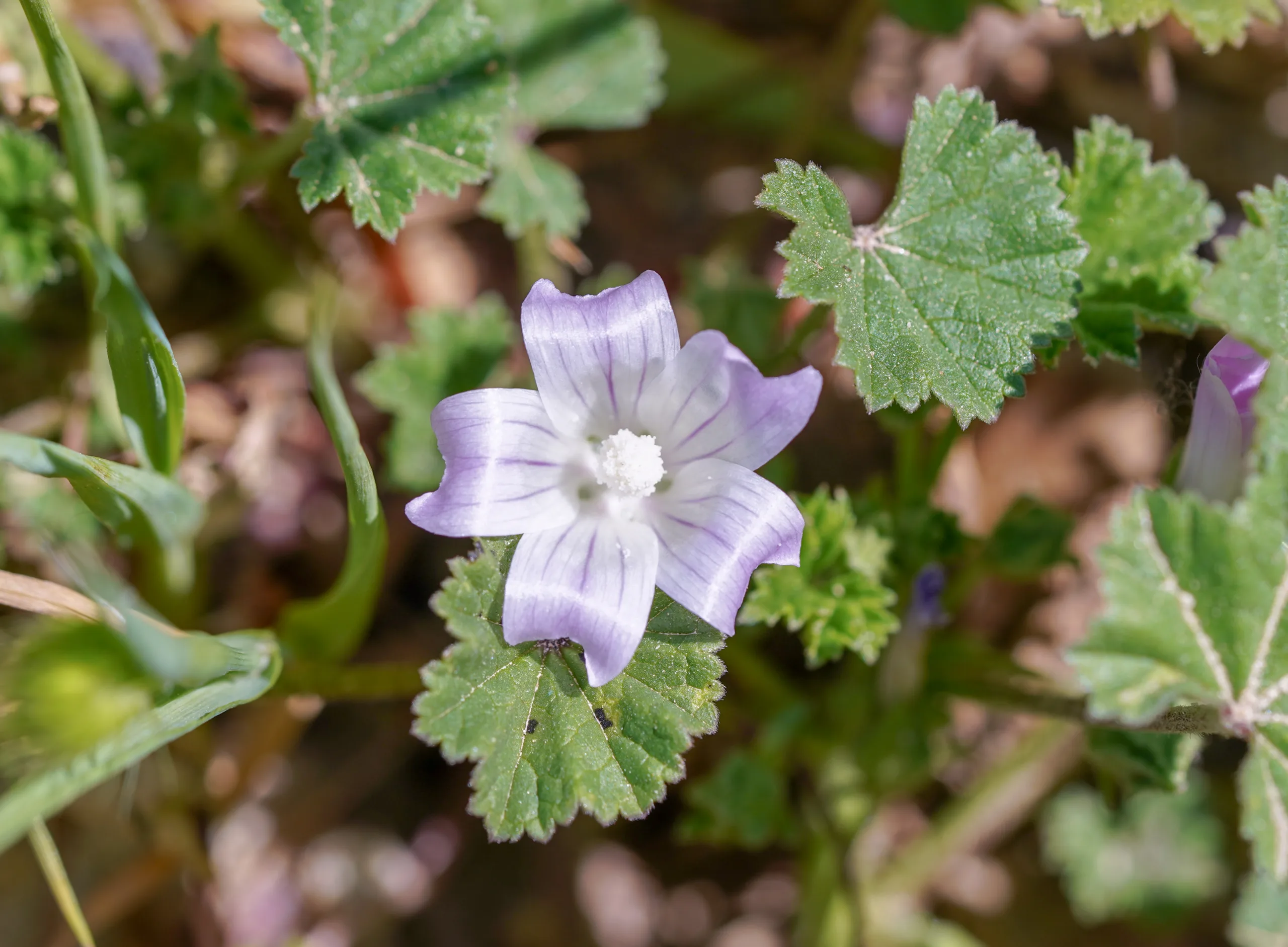 Malva neglecta (Çoban çöreği)