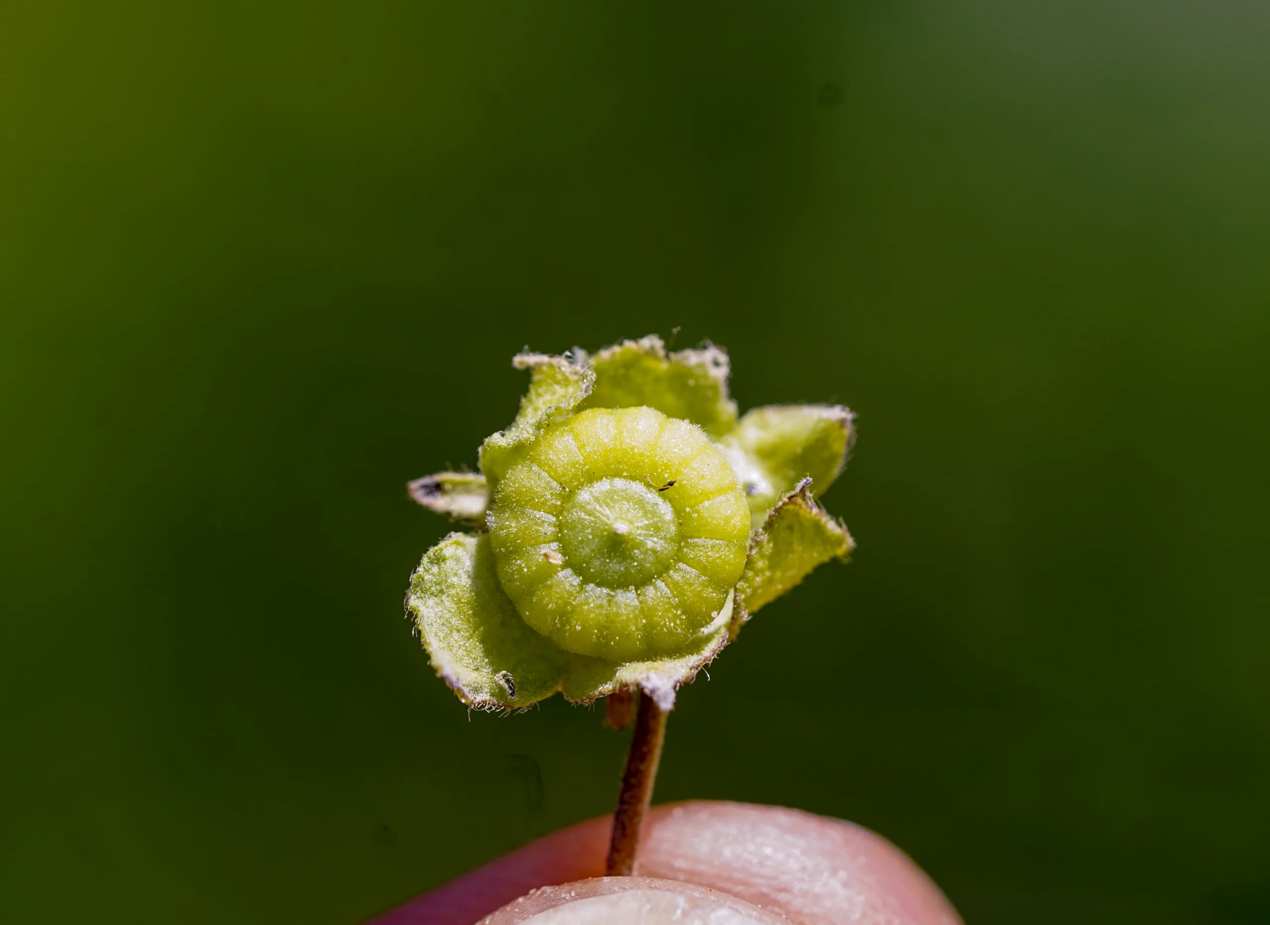 Malva neglecta