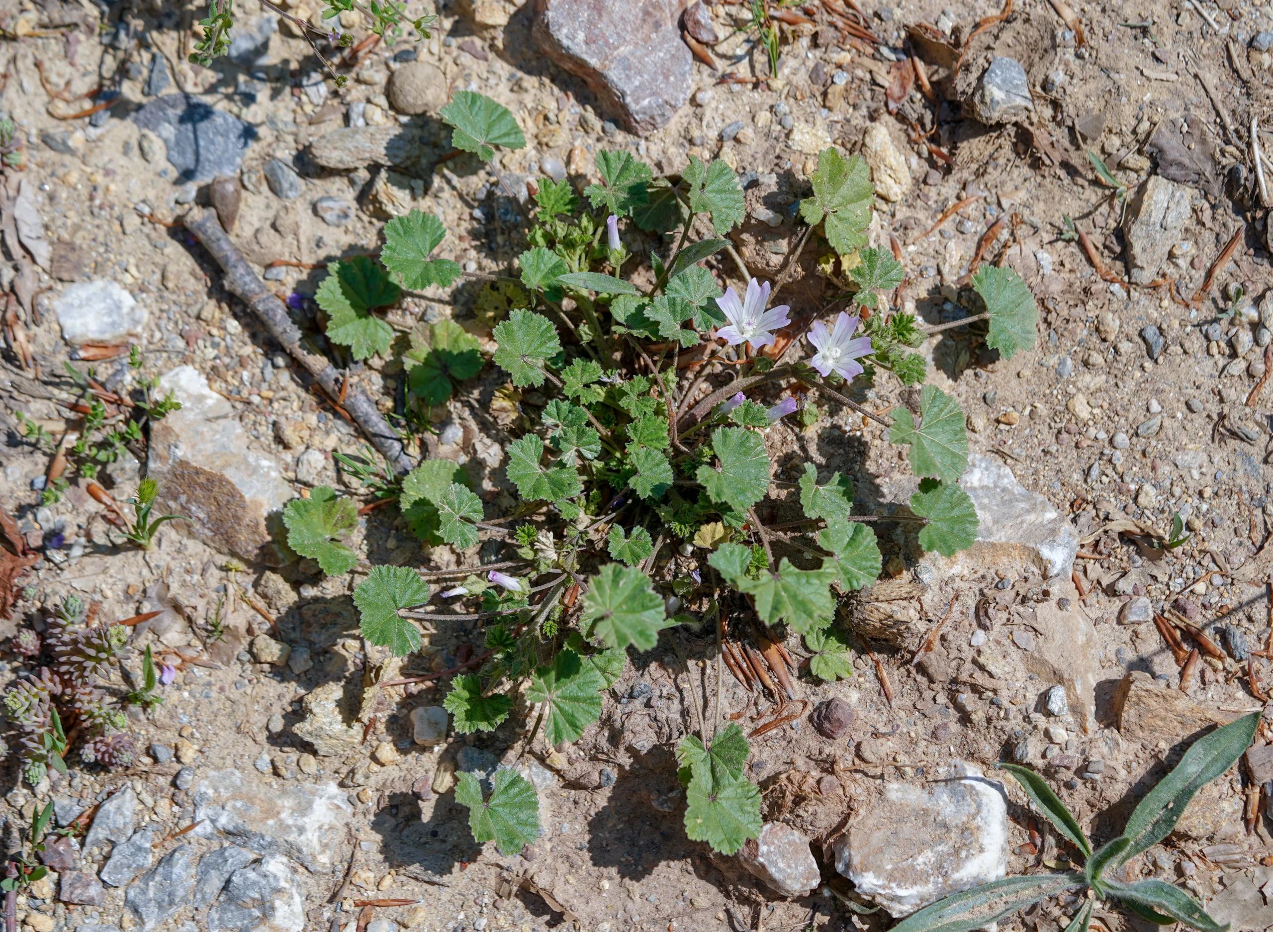 Malva neglecta