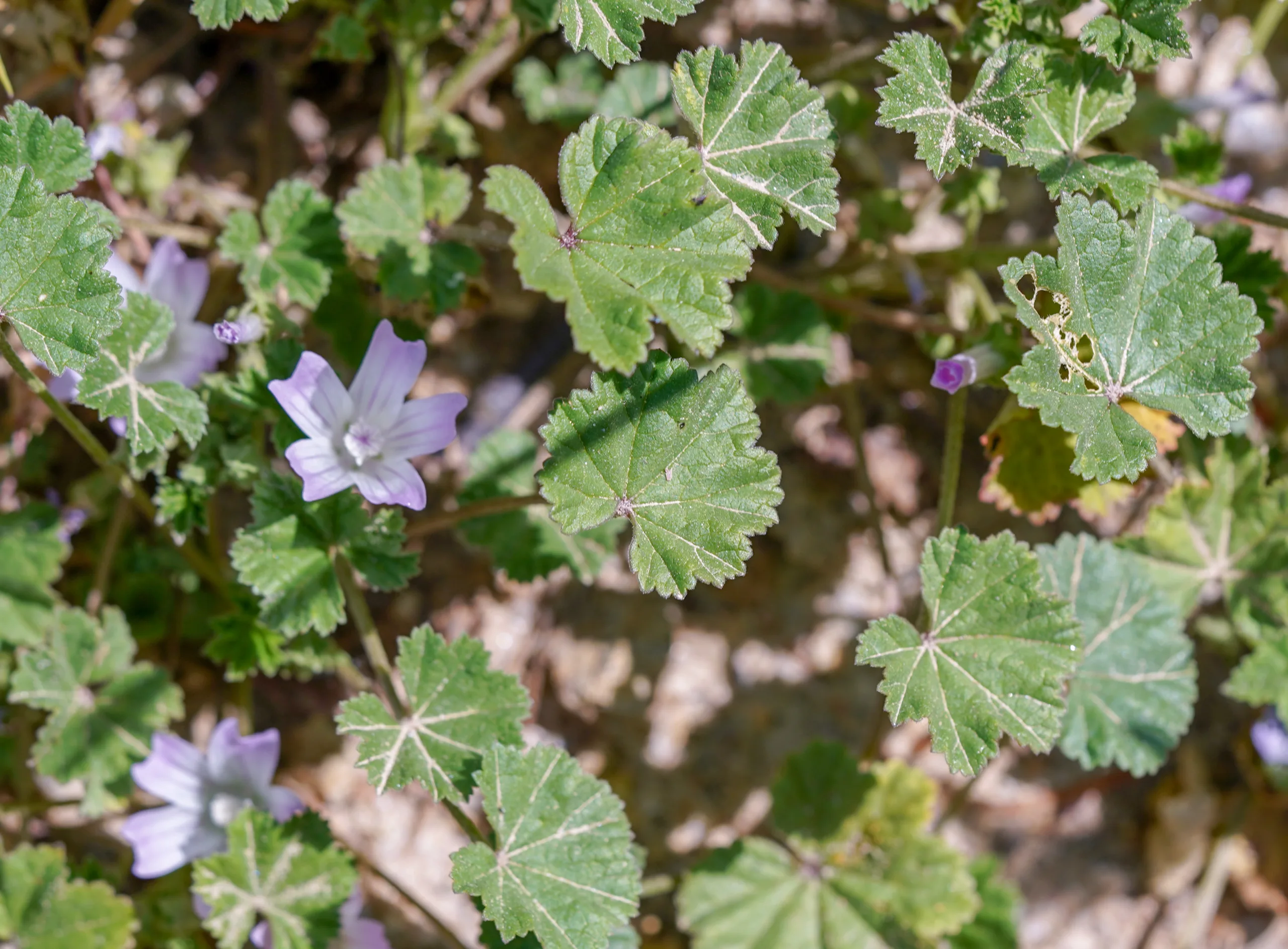Malva neglecta