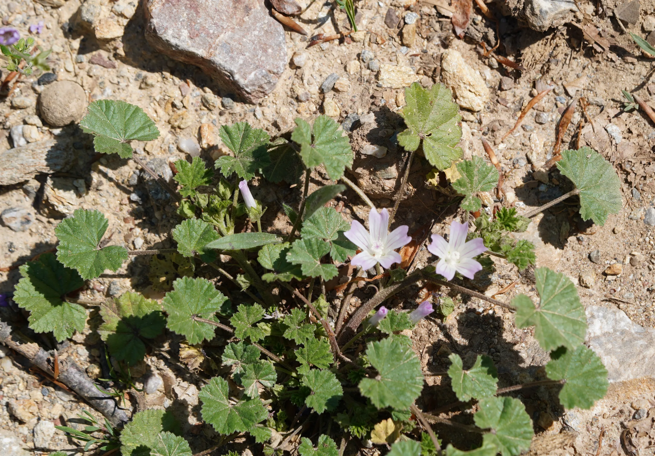 Malva neglecta