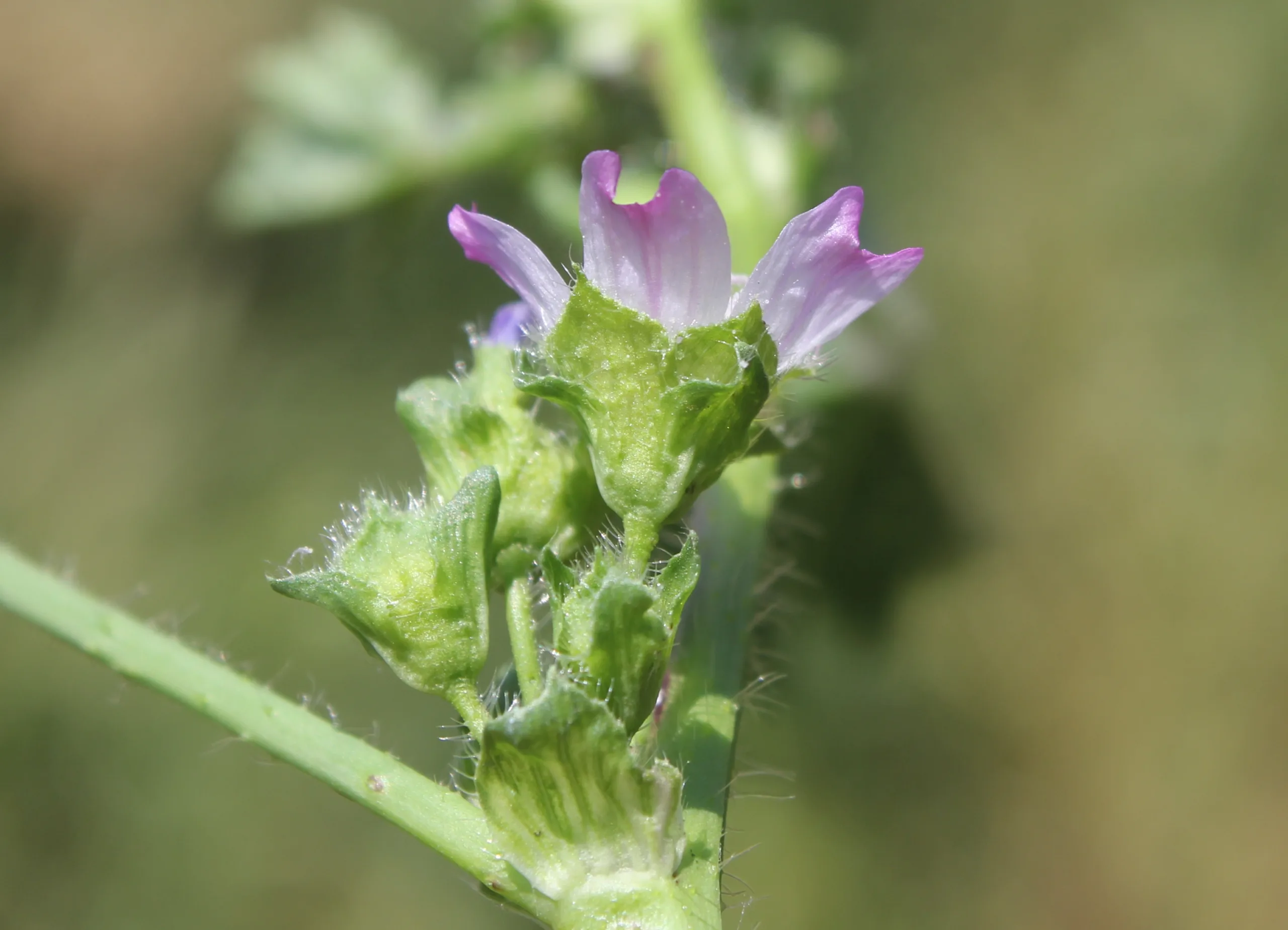 Malva nicaeensis