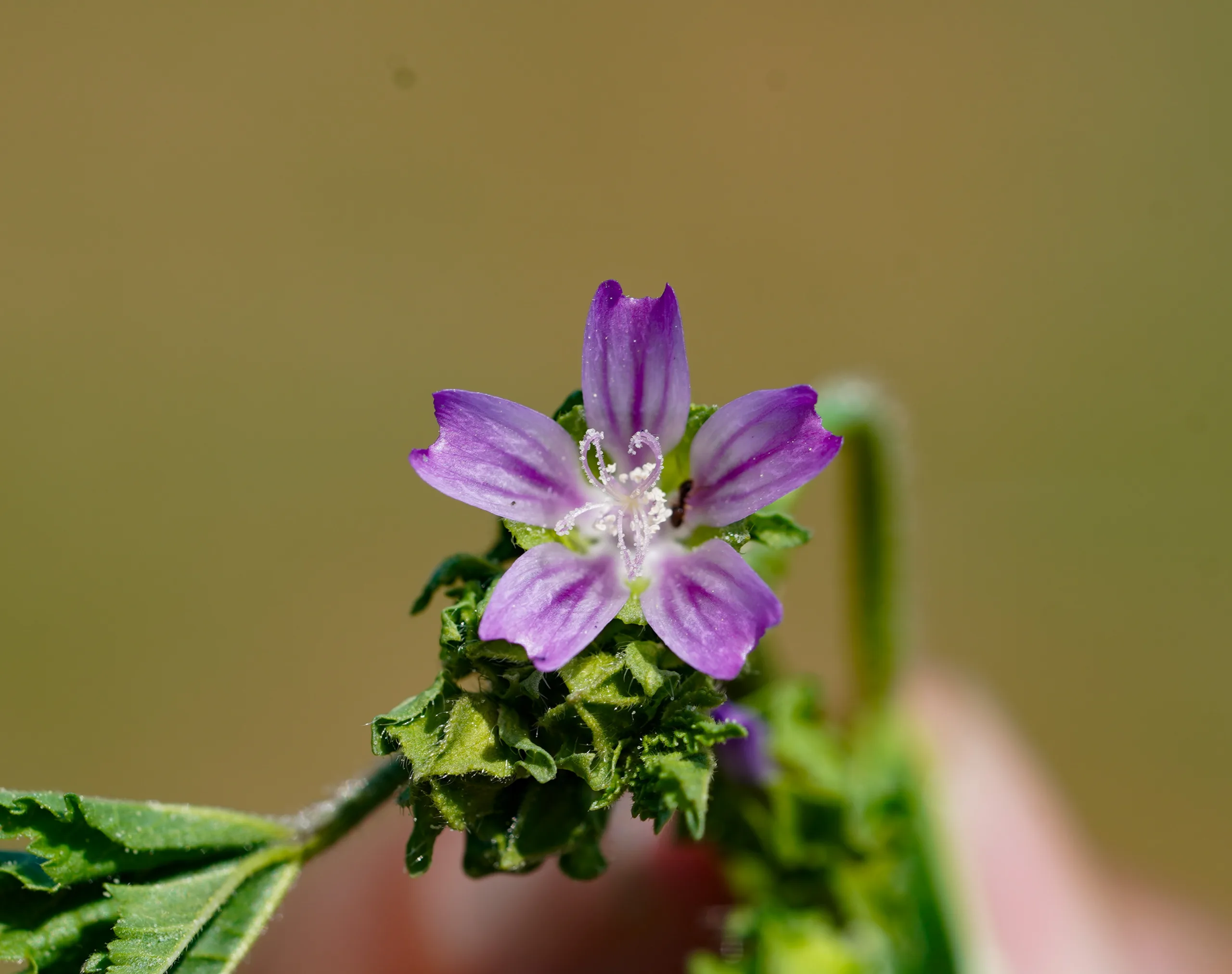 Malva nicaeensis
