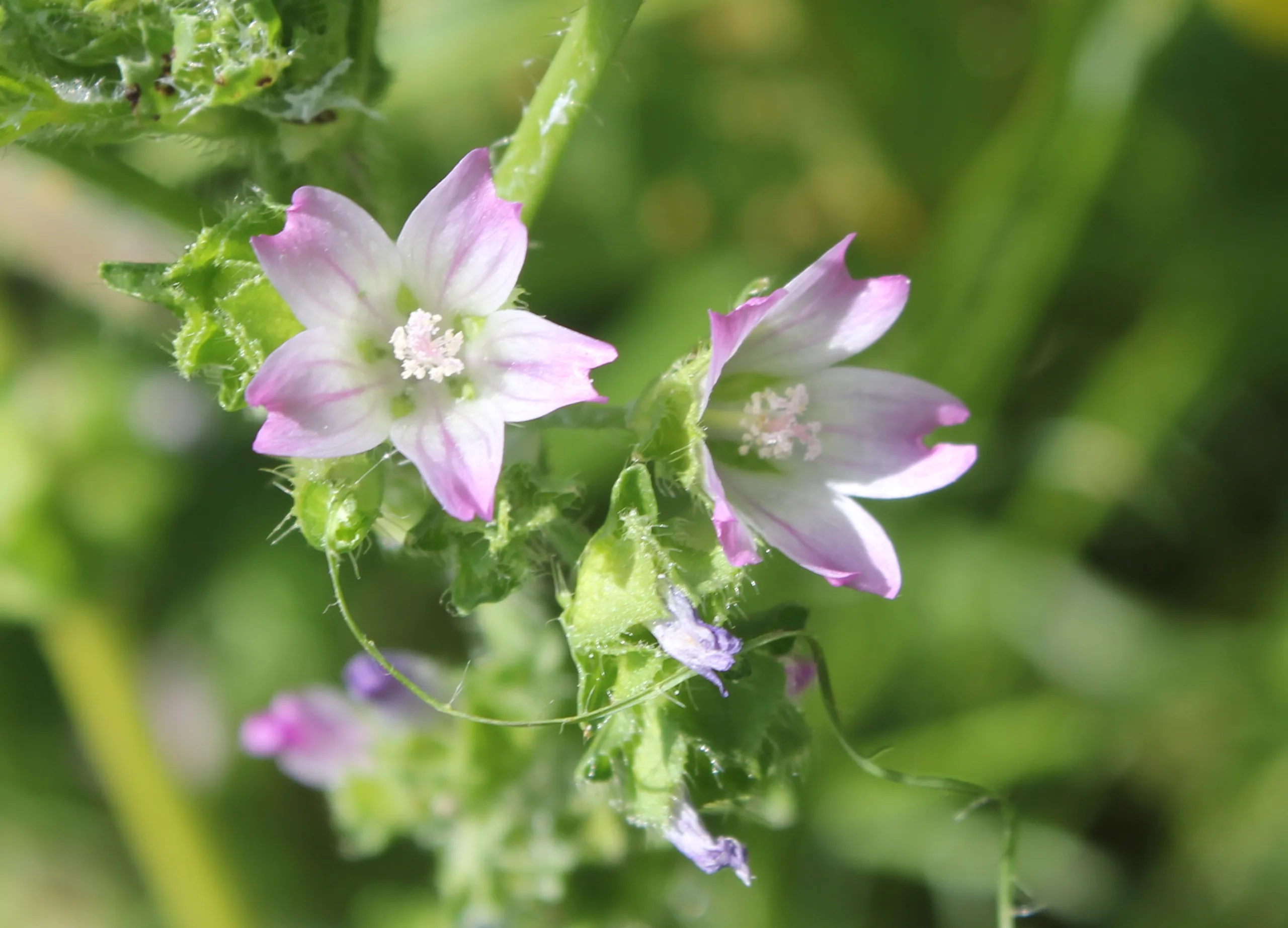 Malva nicaeensis