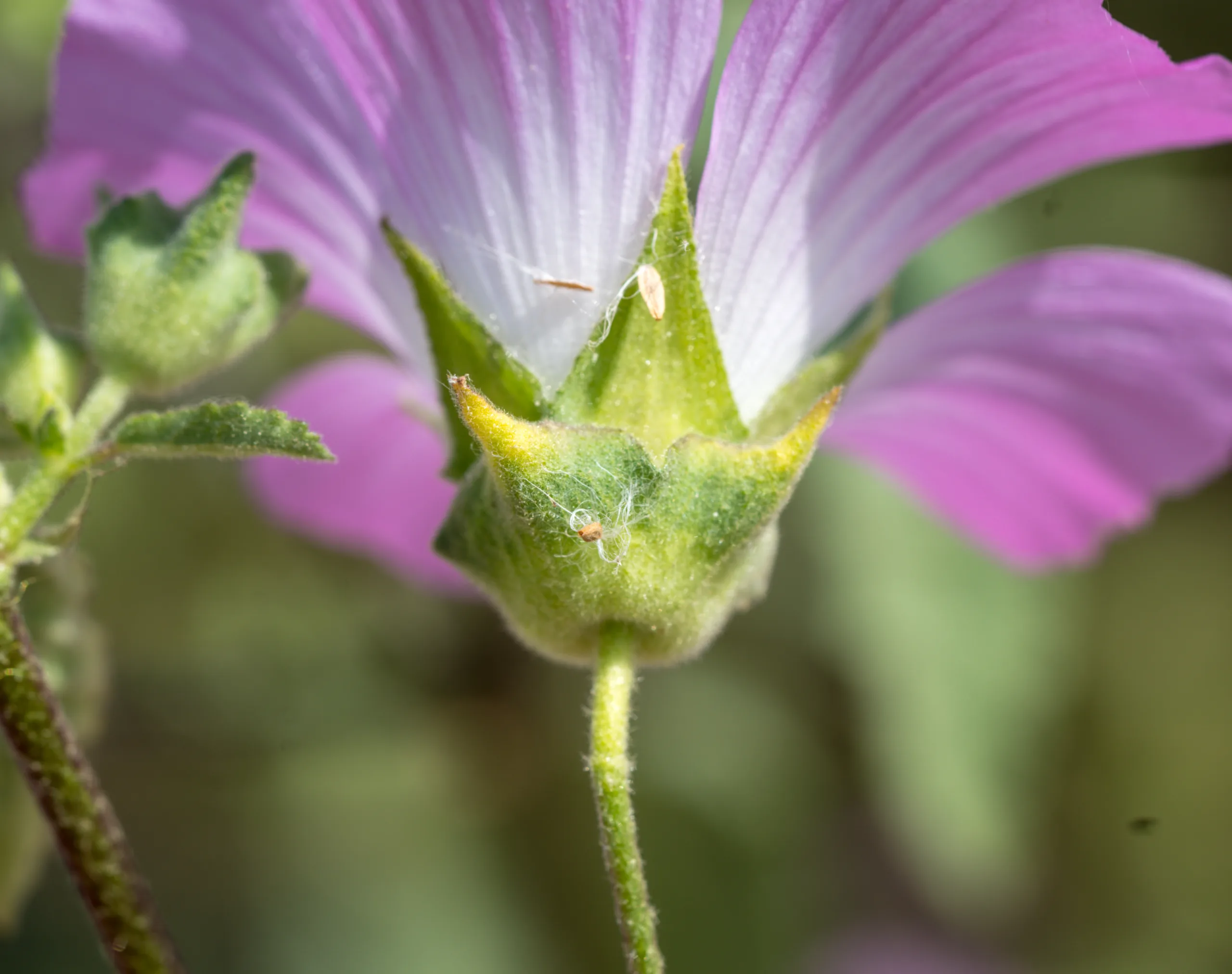Malva punctata