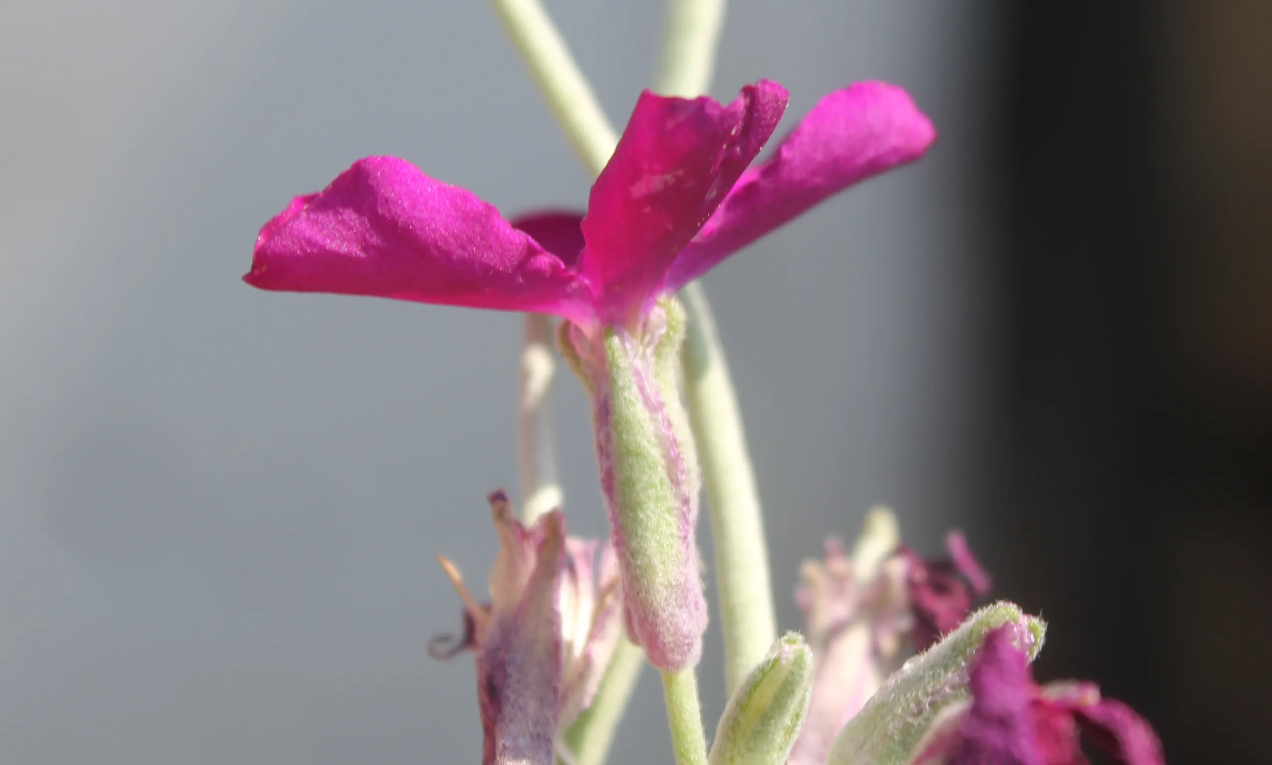 Matthiola incana