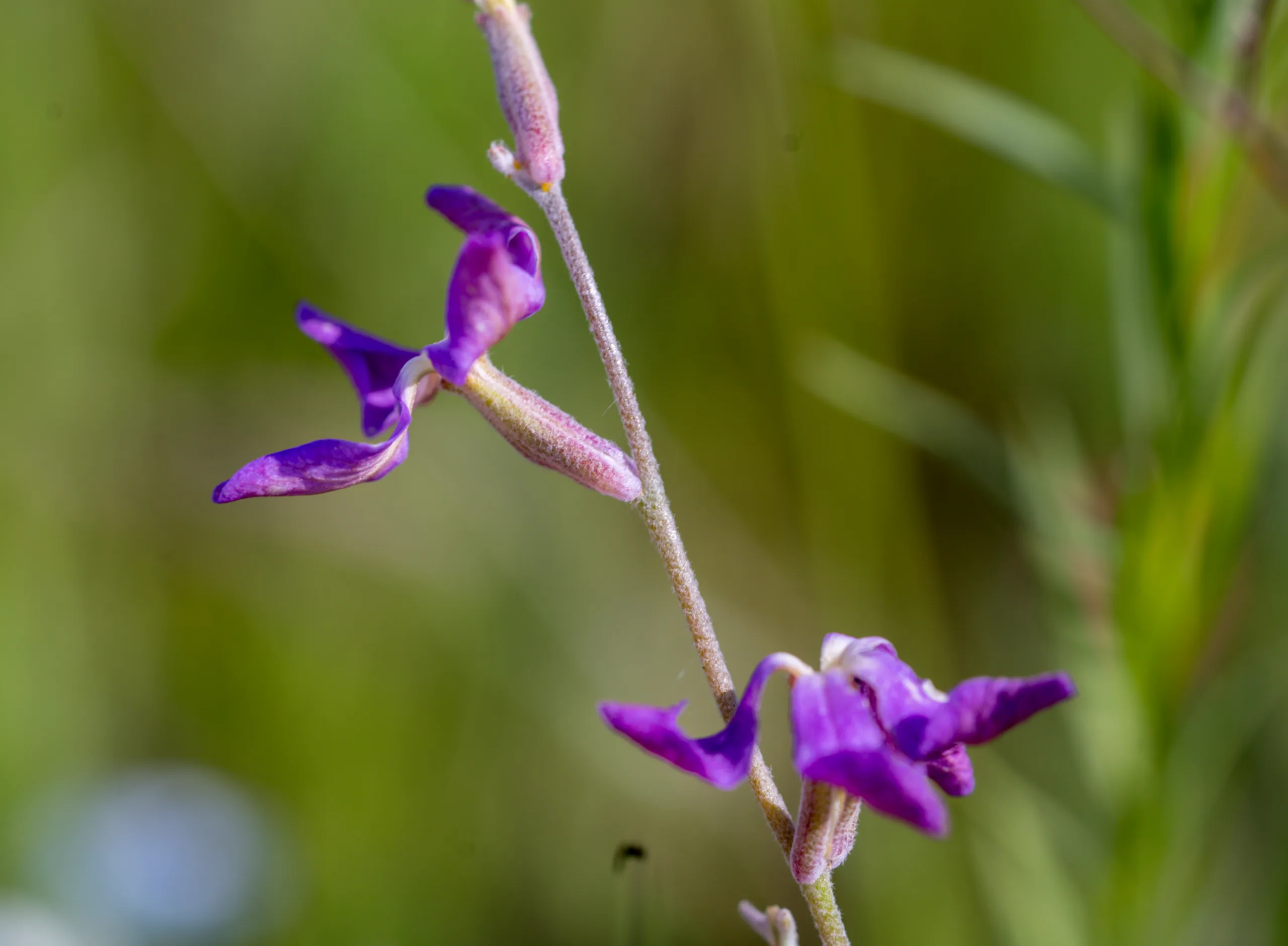 Matthiola longipetala subsp. bicornis