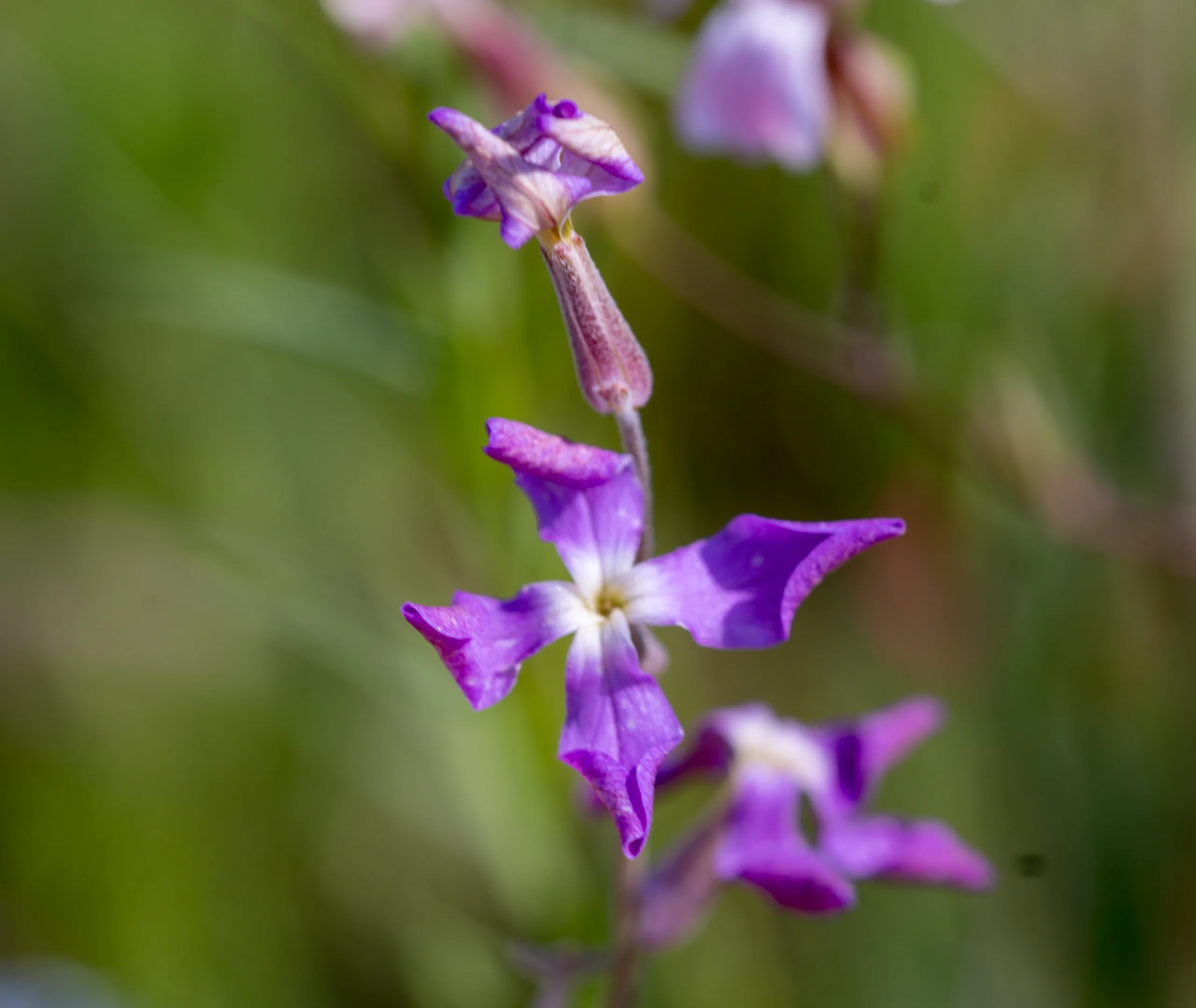 Matthiola longipetala subsp. bicornis