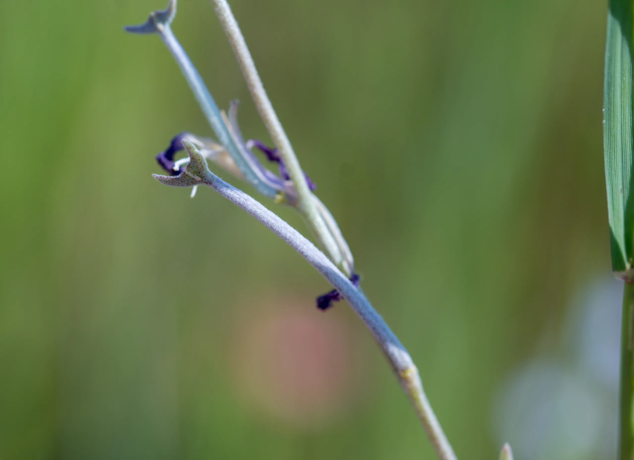 Matthiola longipetala subsp. bicornis