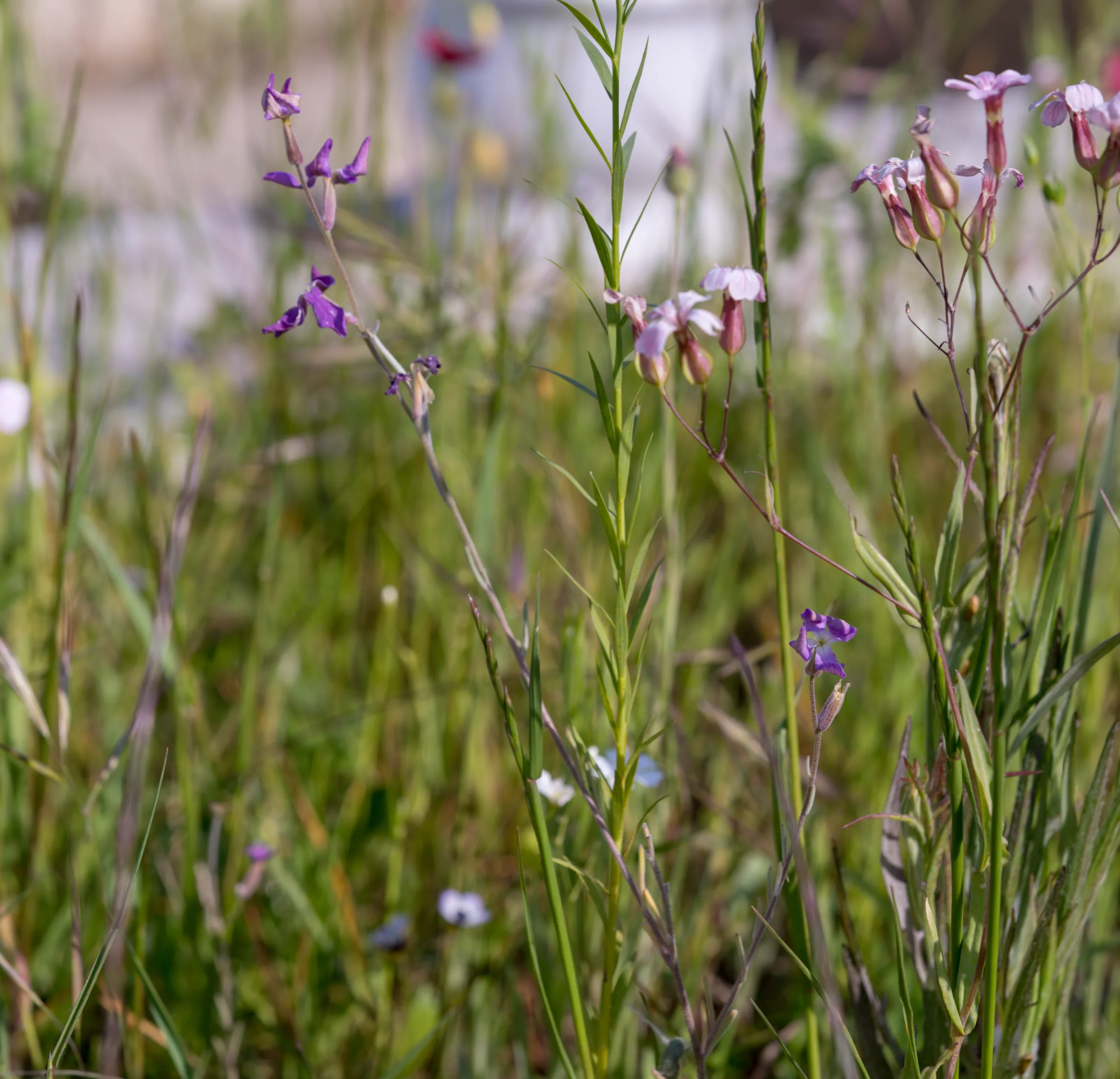 Matthiola longipetala subsp. bicornis
