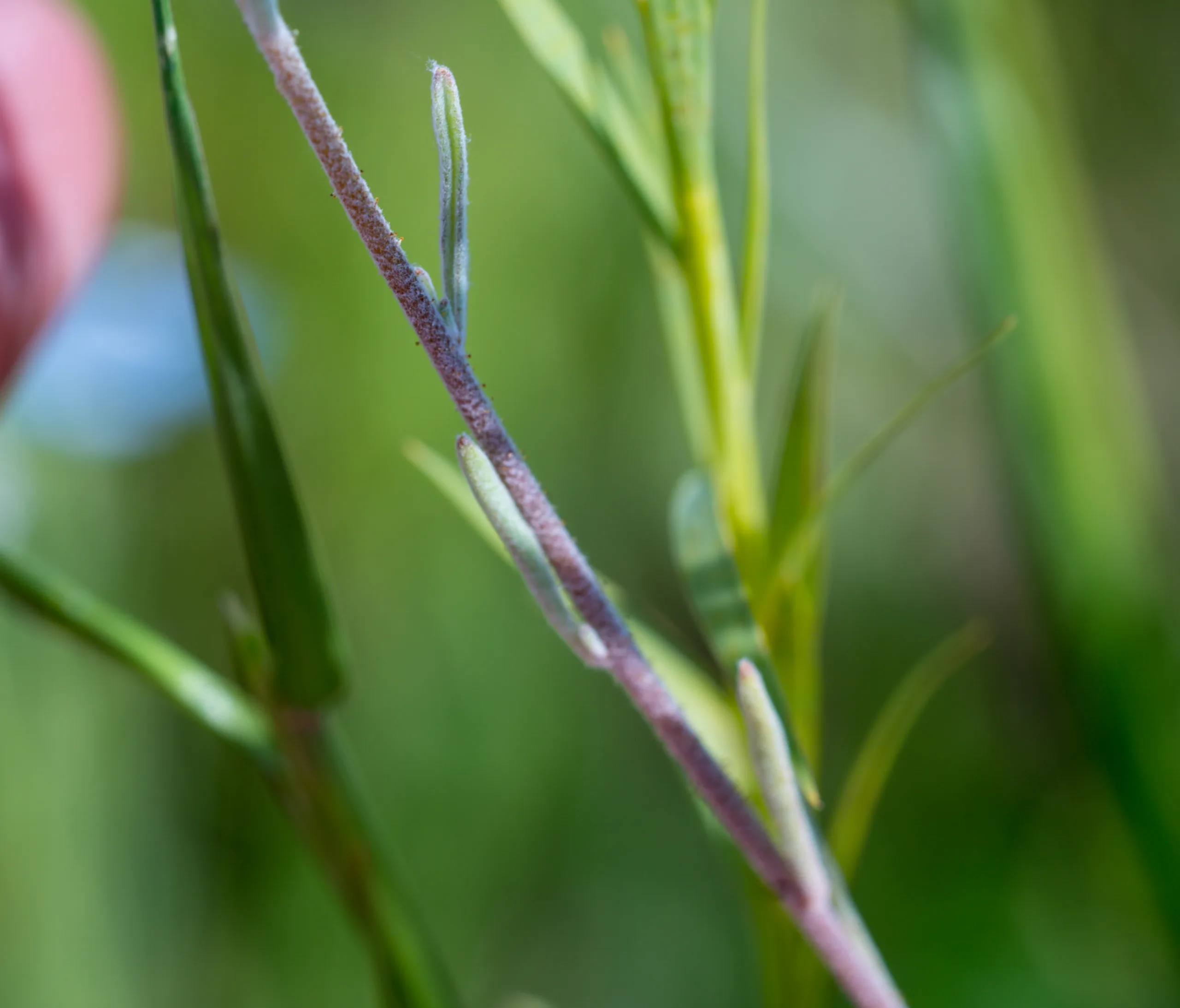 Matthiola longipetala subsp. bicornis