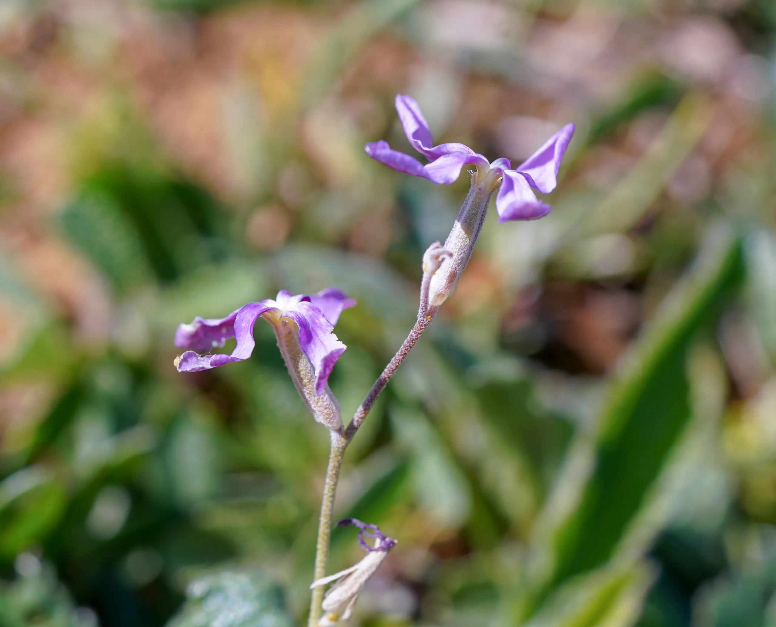 Matthiola longipetala subsp. bicornis