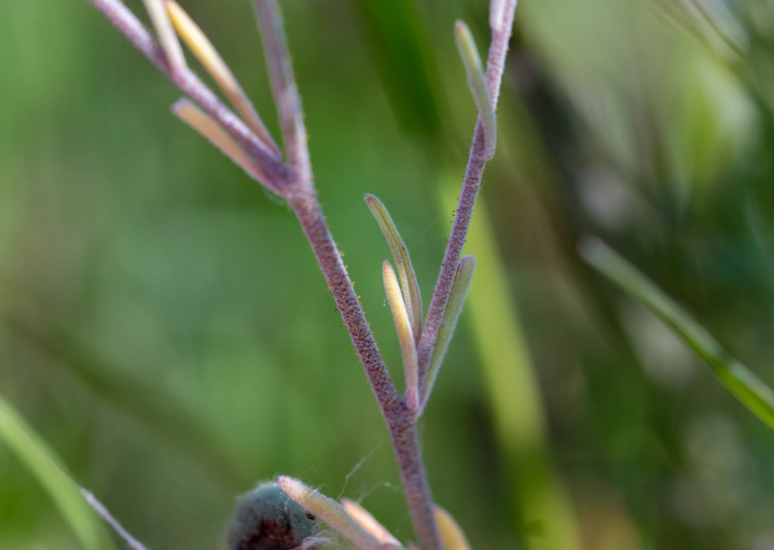 Matthiola longipetala subsp. bicornis