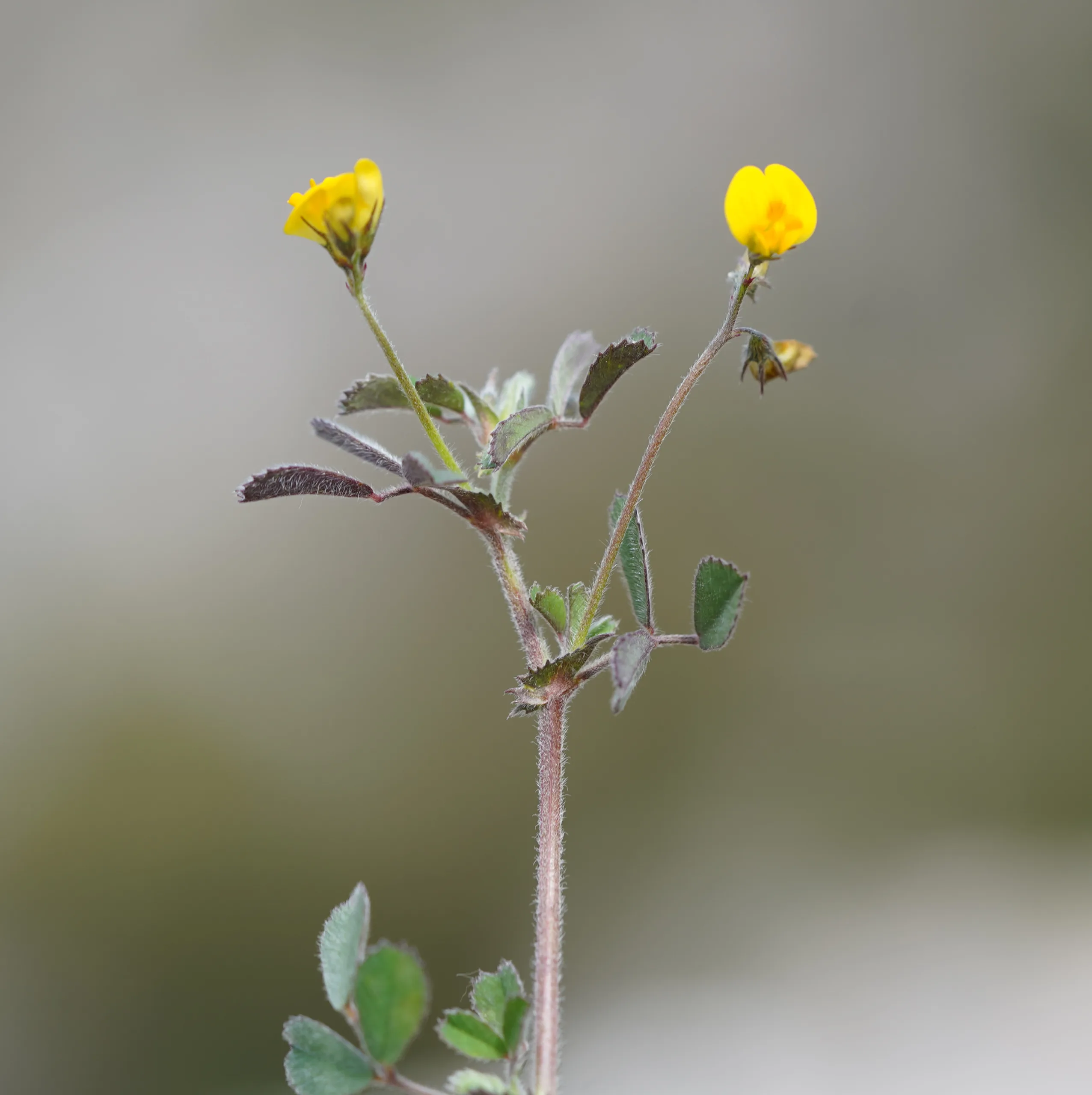 Medicago disciformis