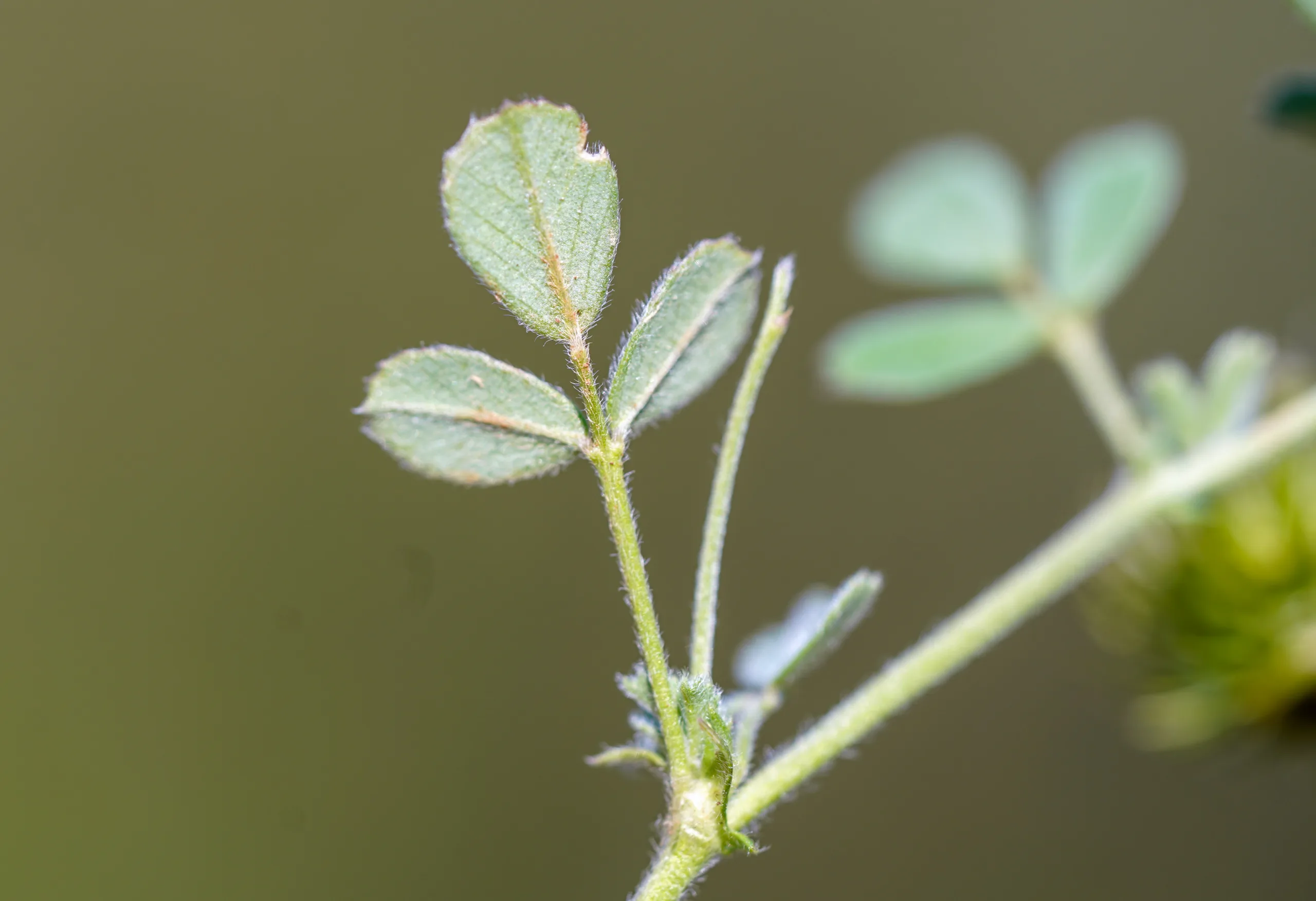 Medicago disciformis