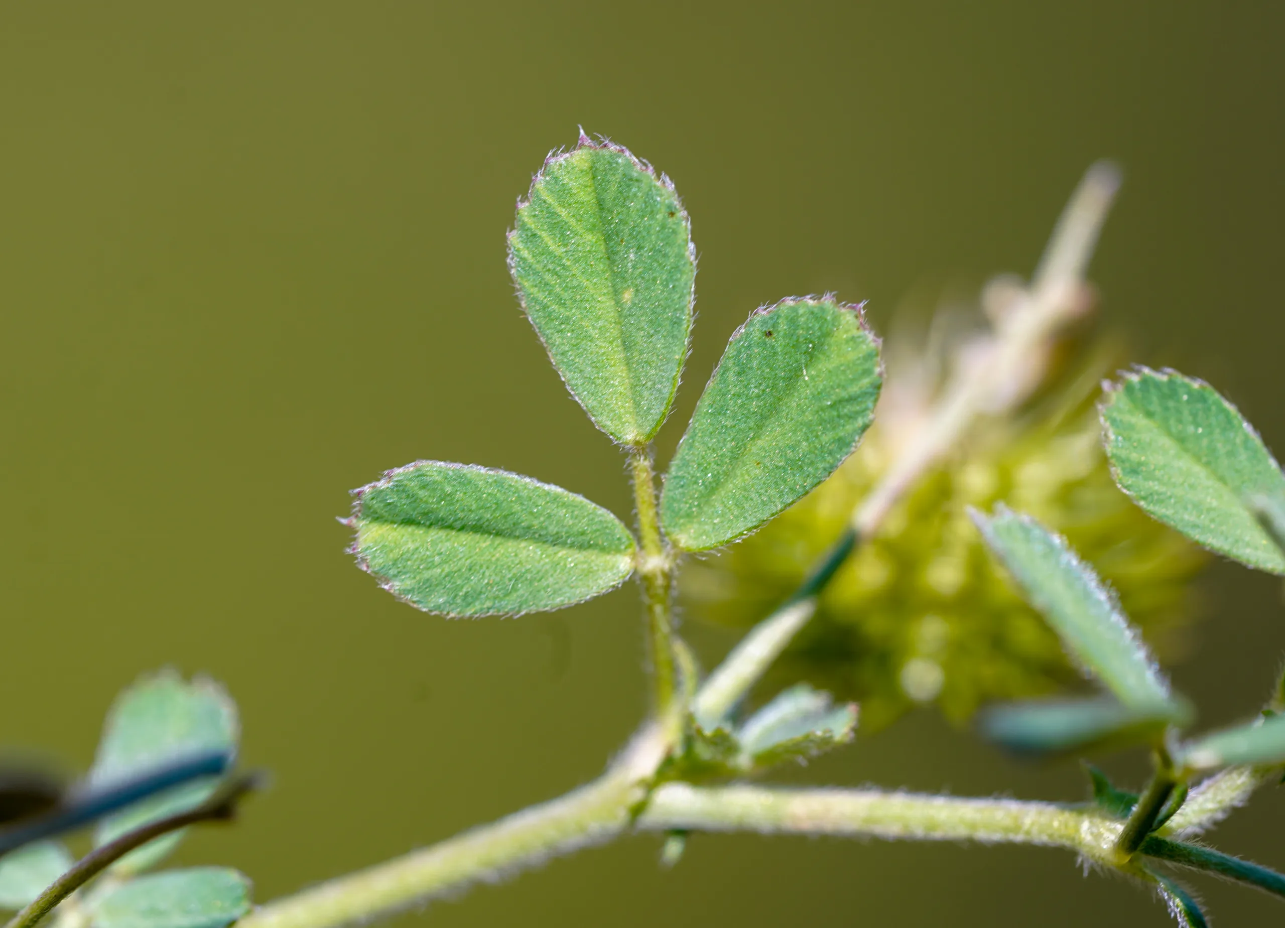Medicago disciformis