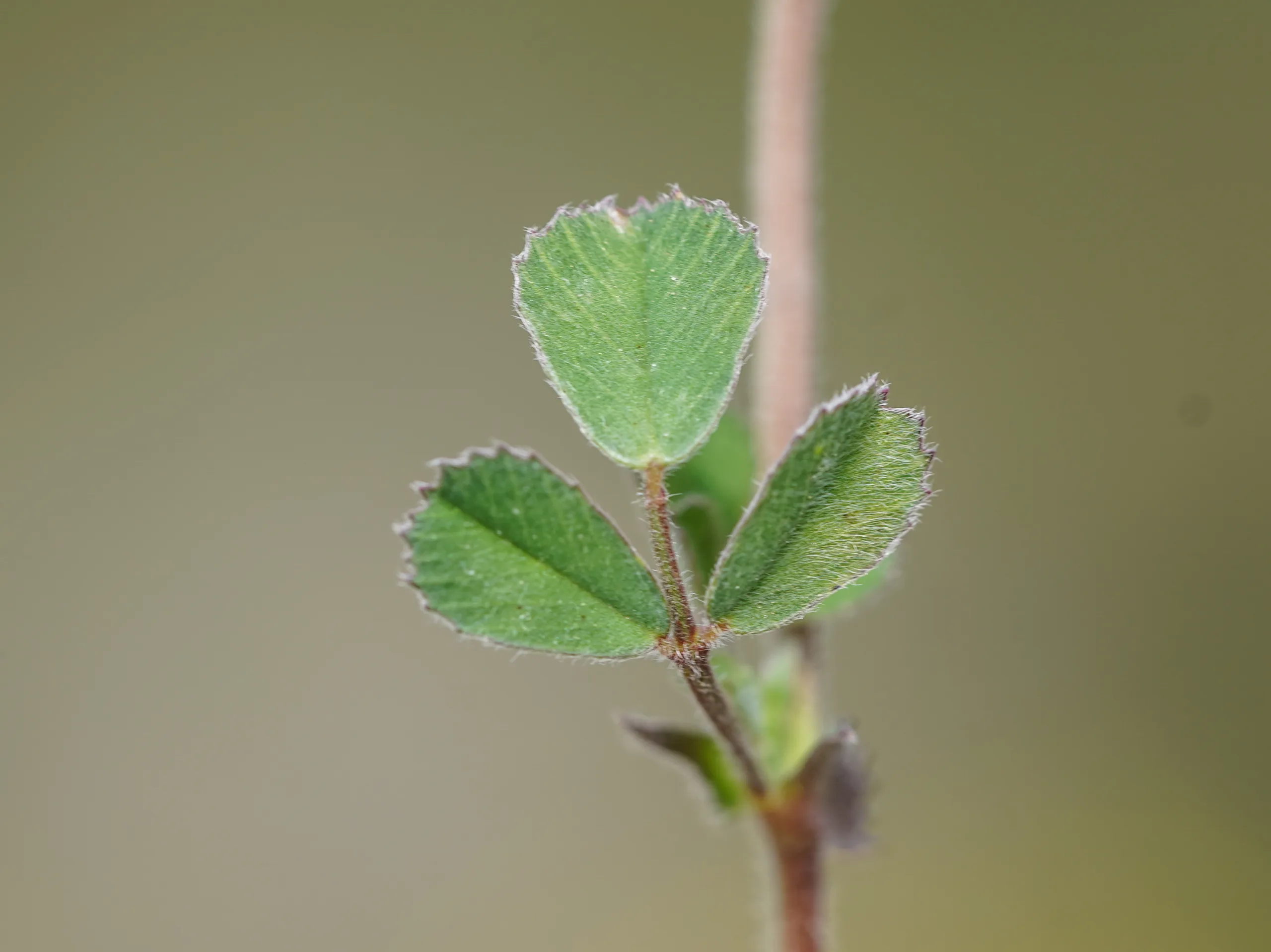 Medicago disciformis
