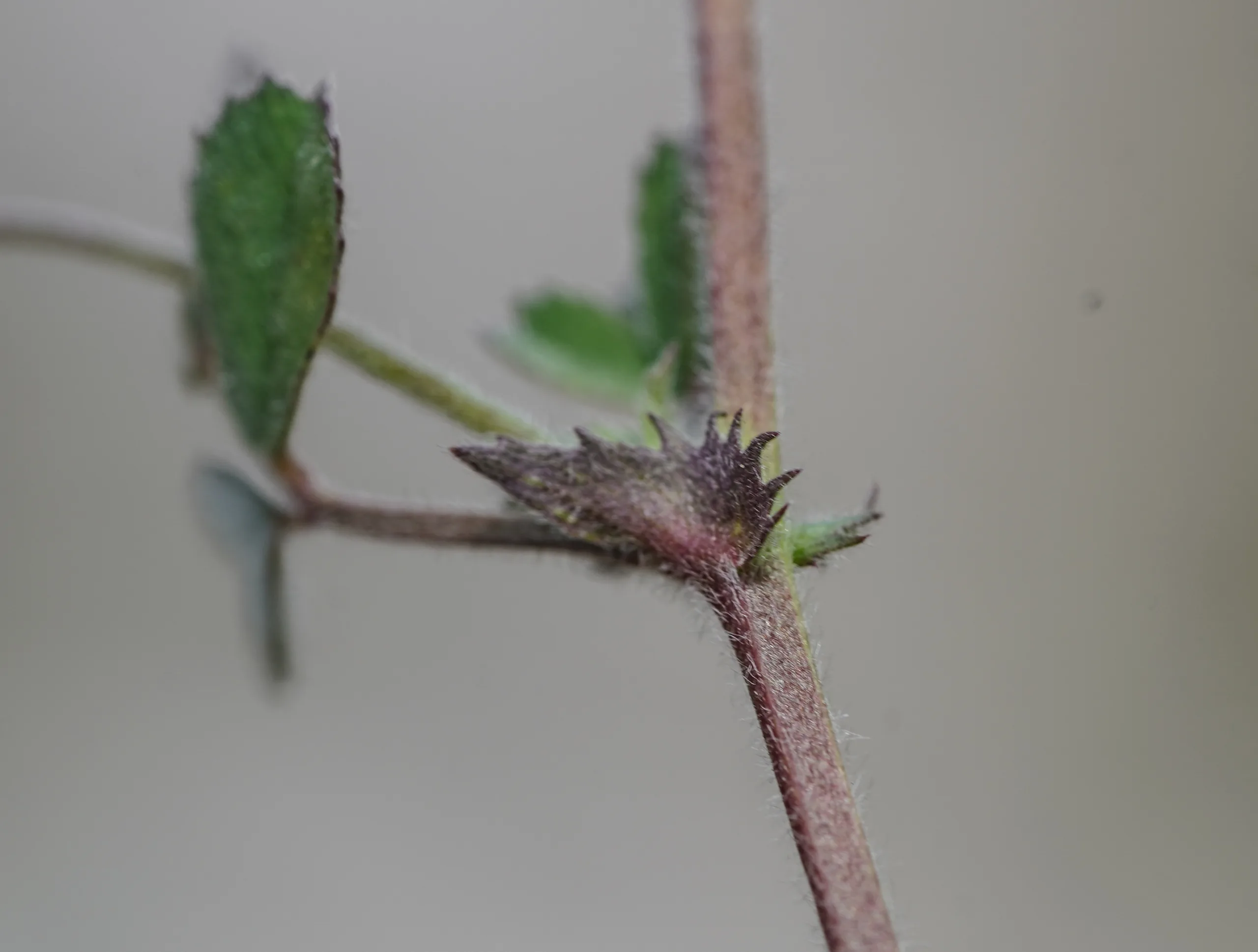 Medicago disciformis