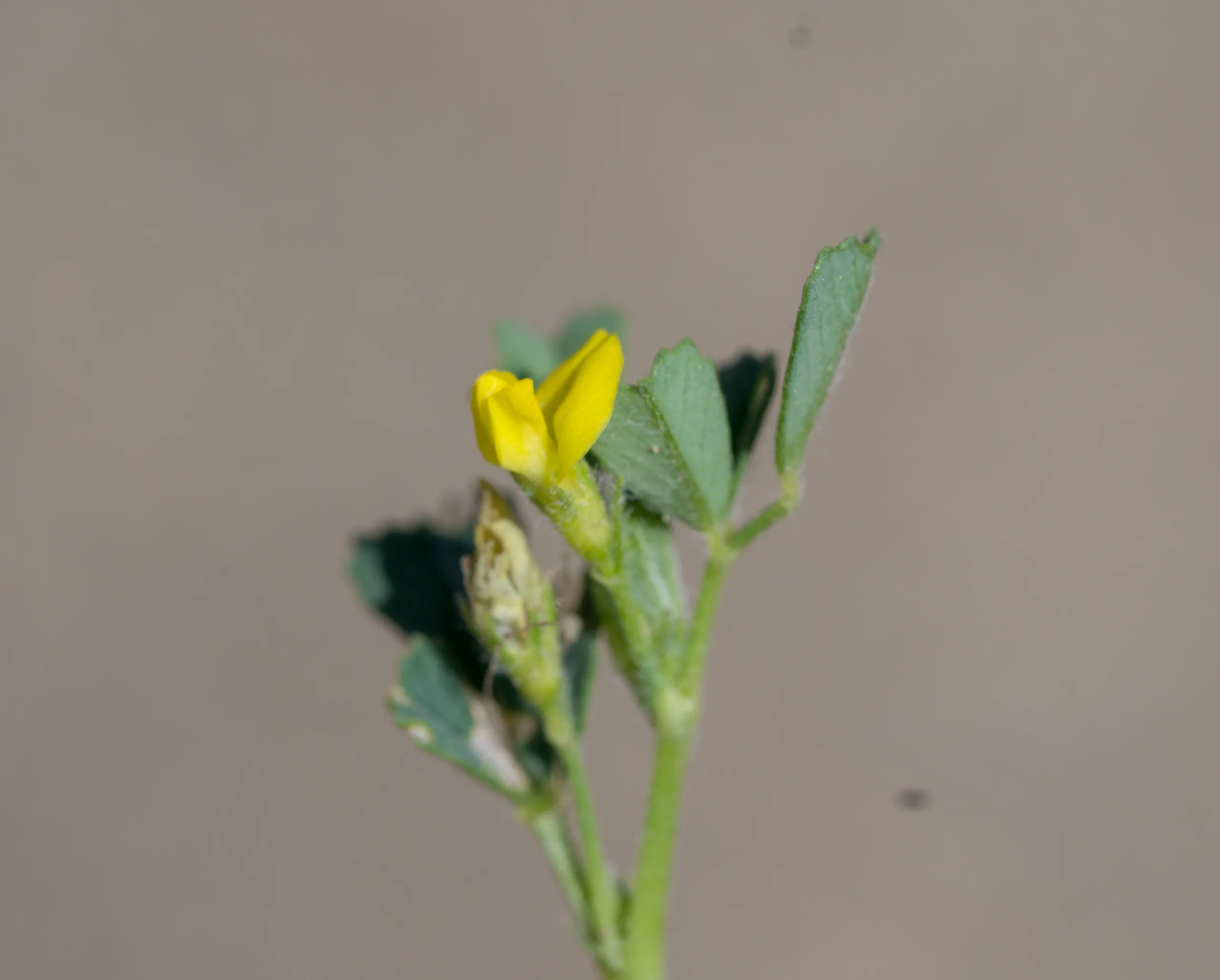 Medicago littoralis