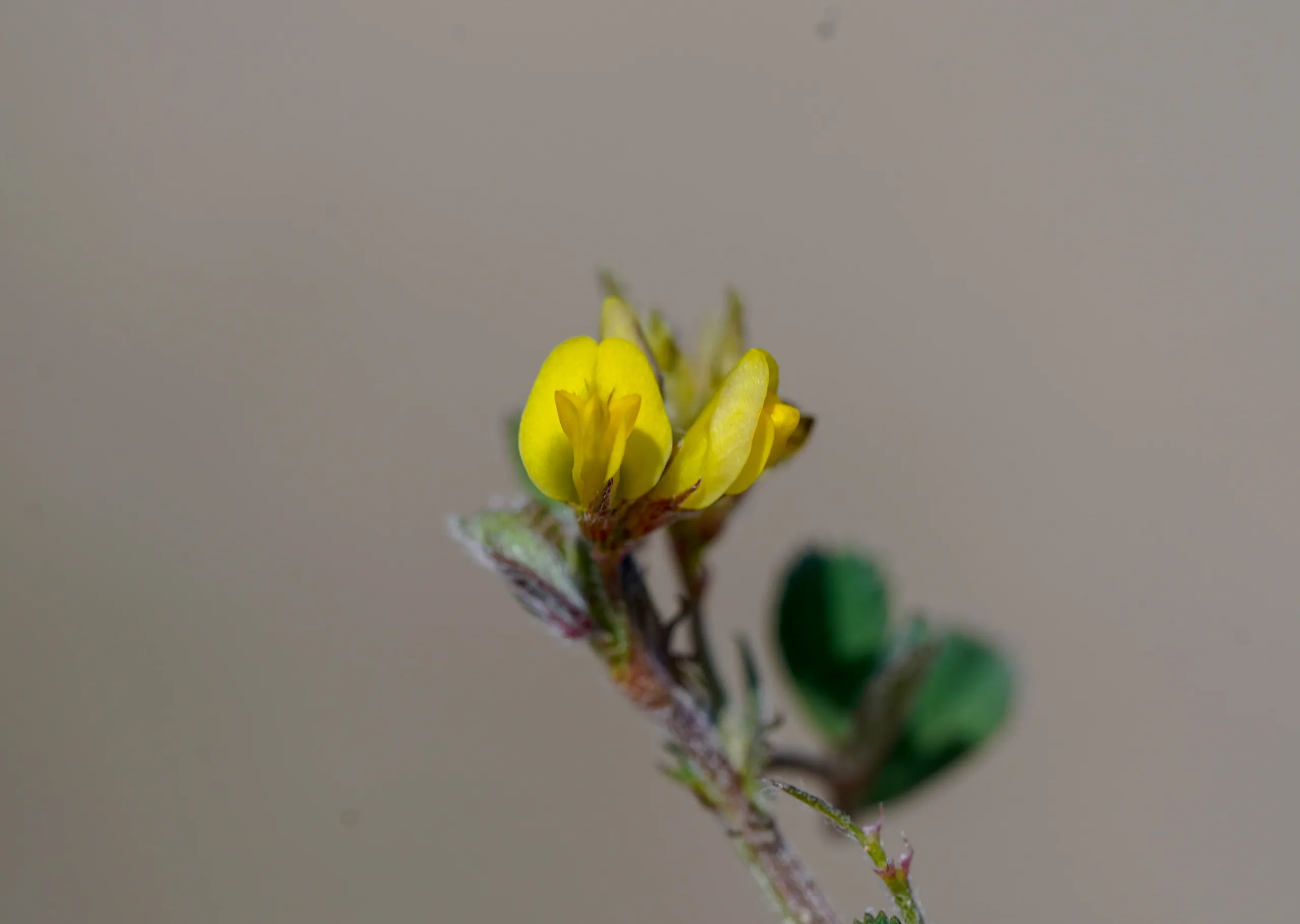 Medicago littoralis
