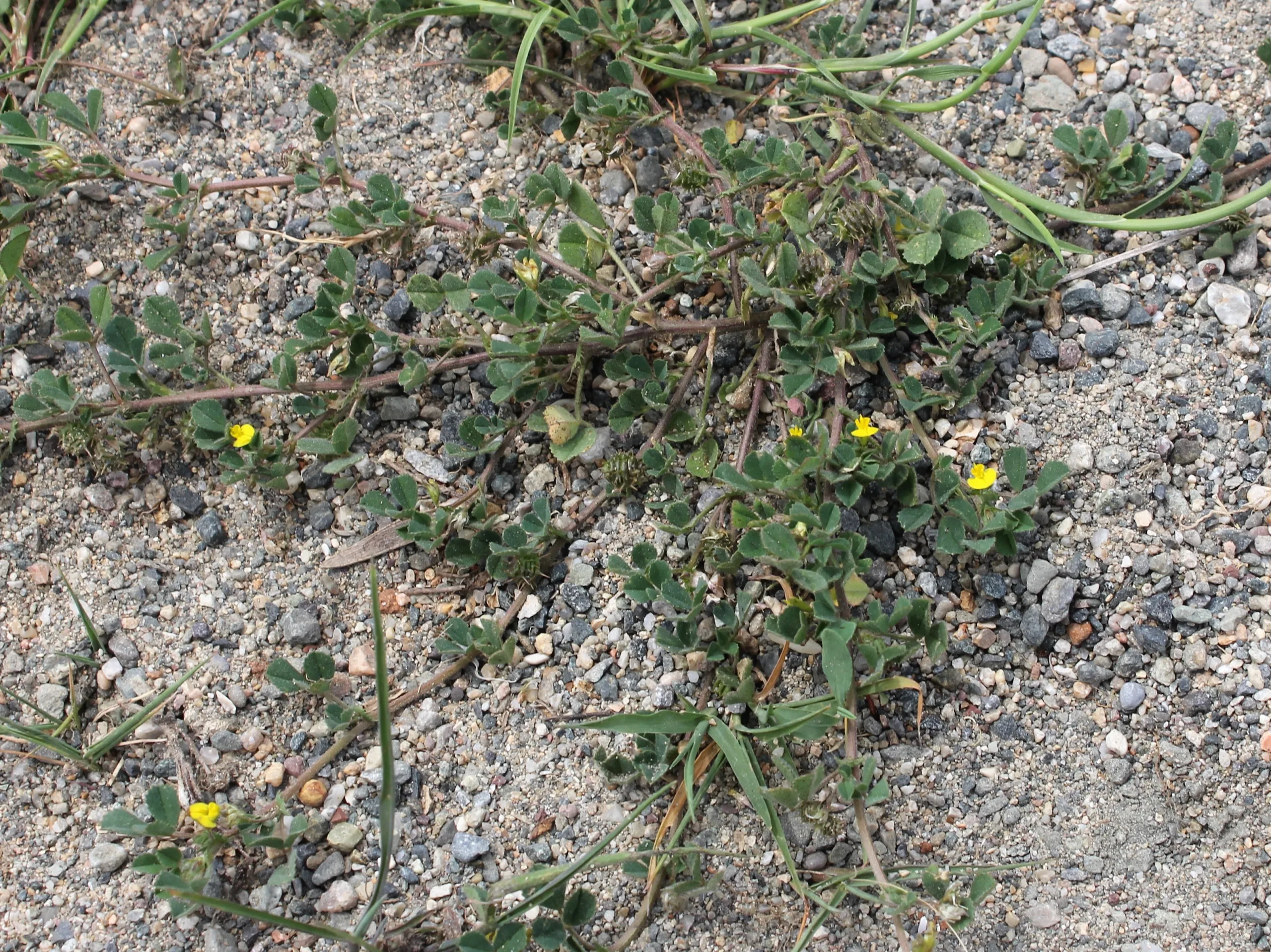 Medicago littoralis