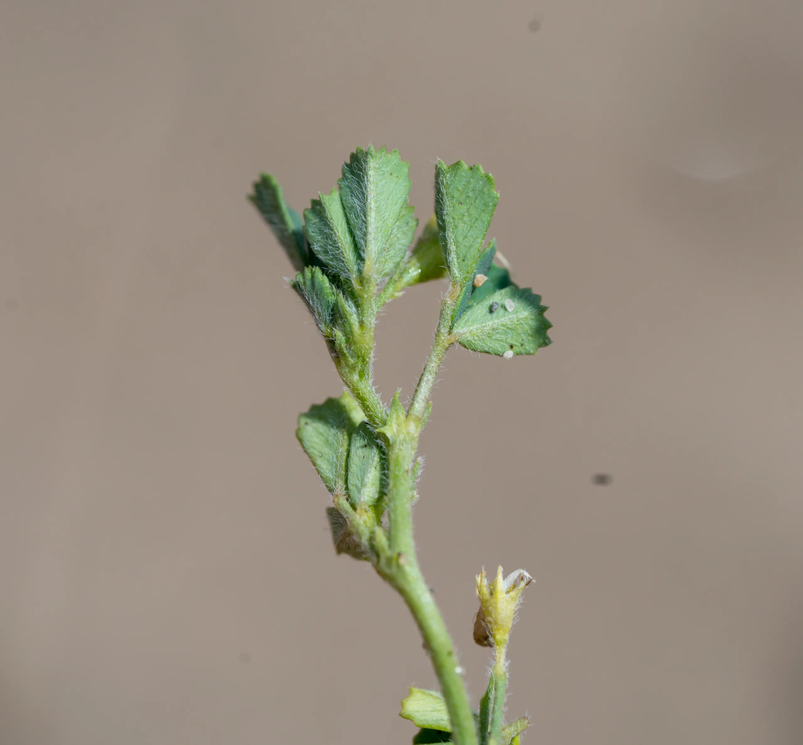 Medicago littoralis