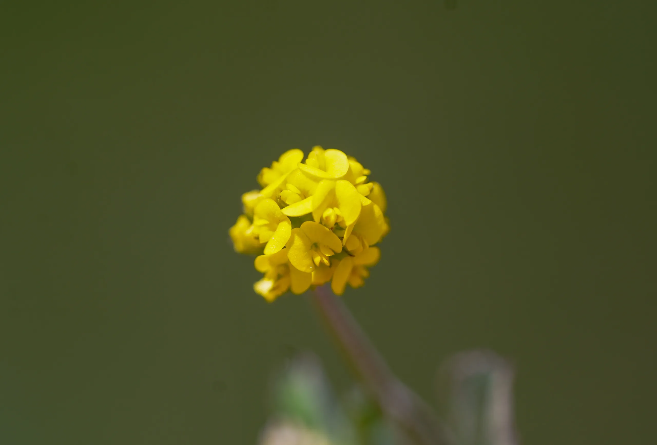 Medicago lupulina