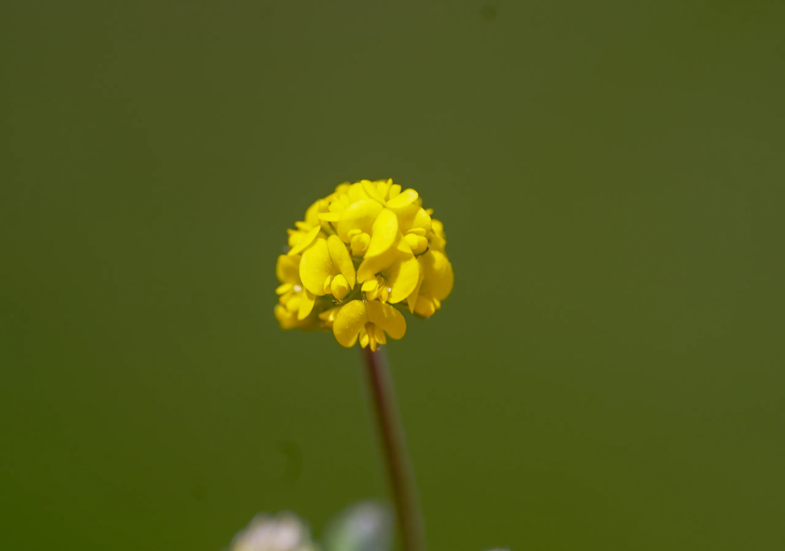 Medicago lupulina