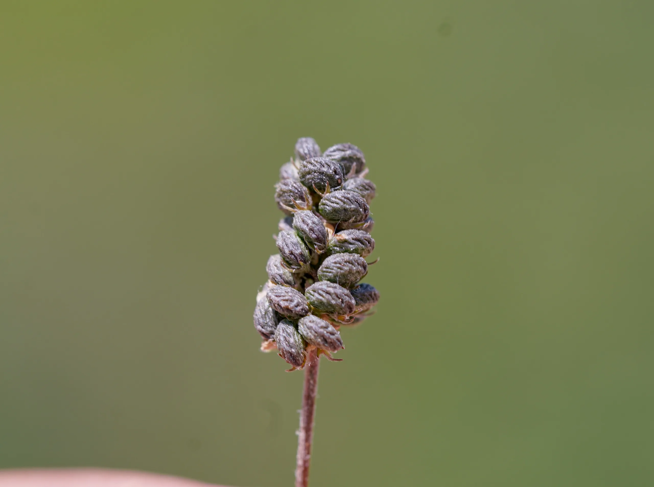 Medicago lupulina
