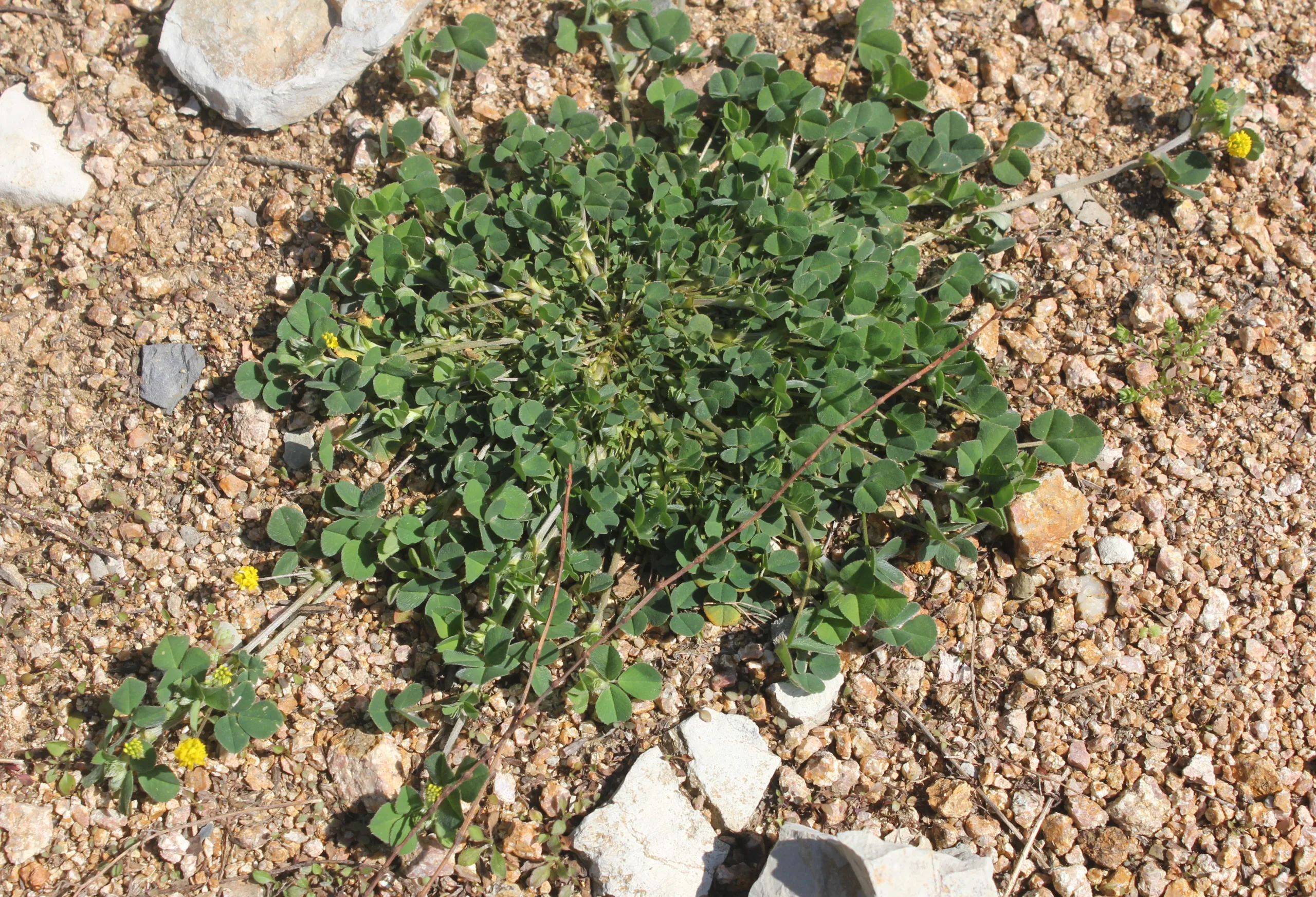Medicago lupulina
