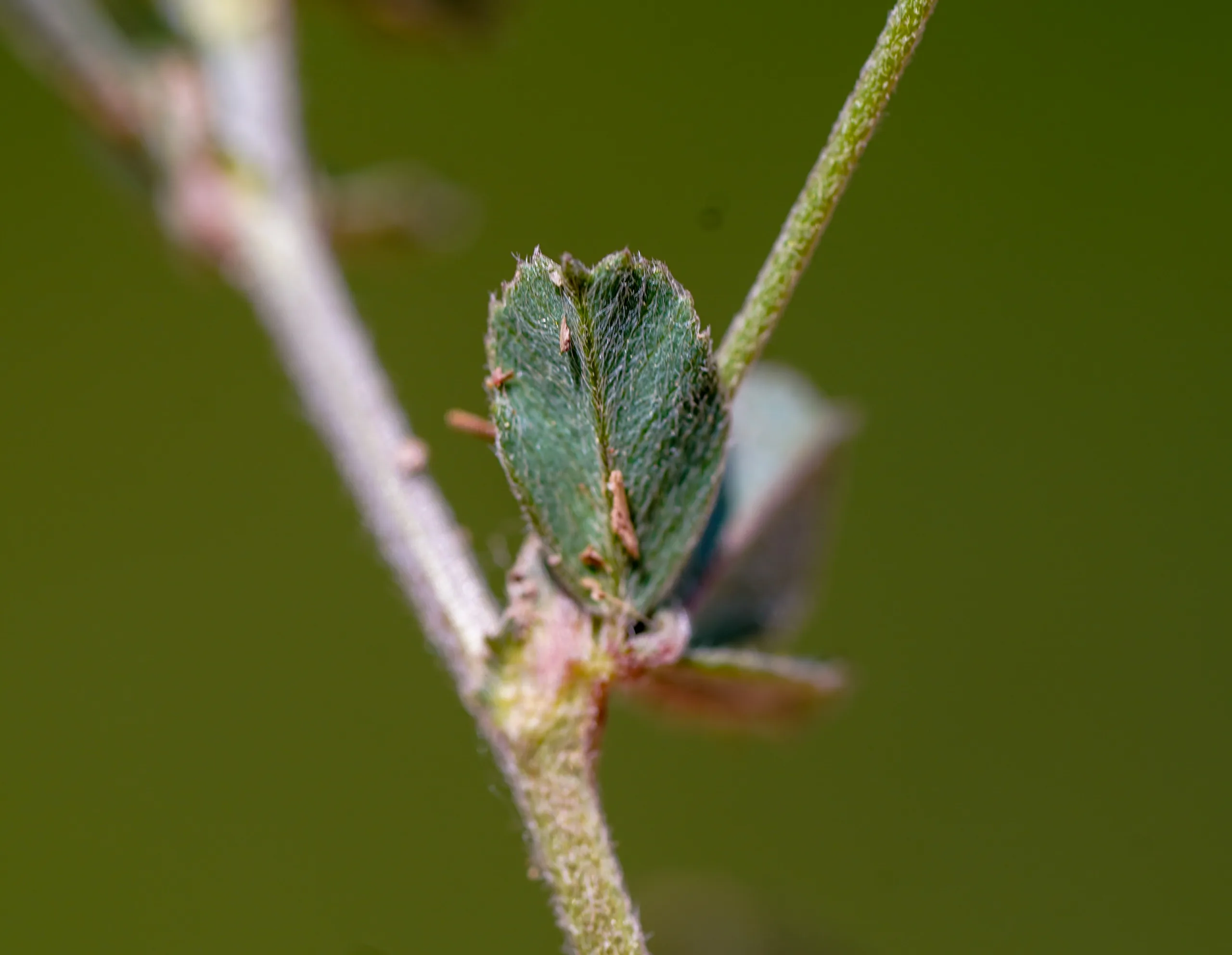 Medicago lupulina