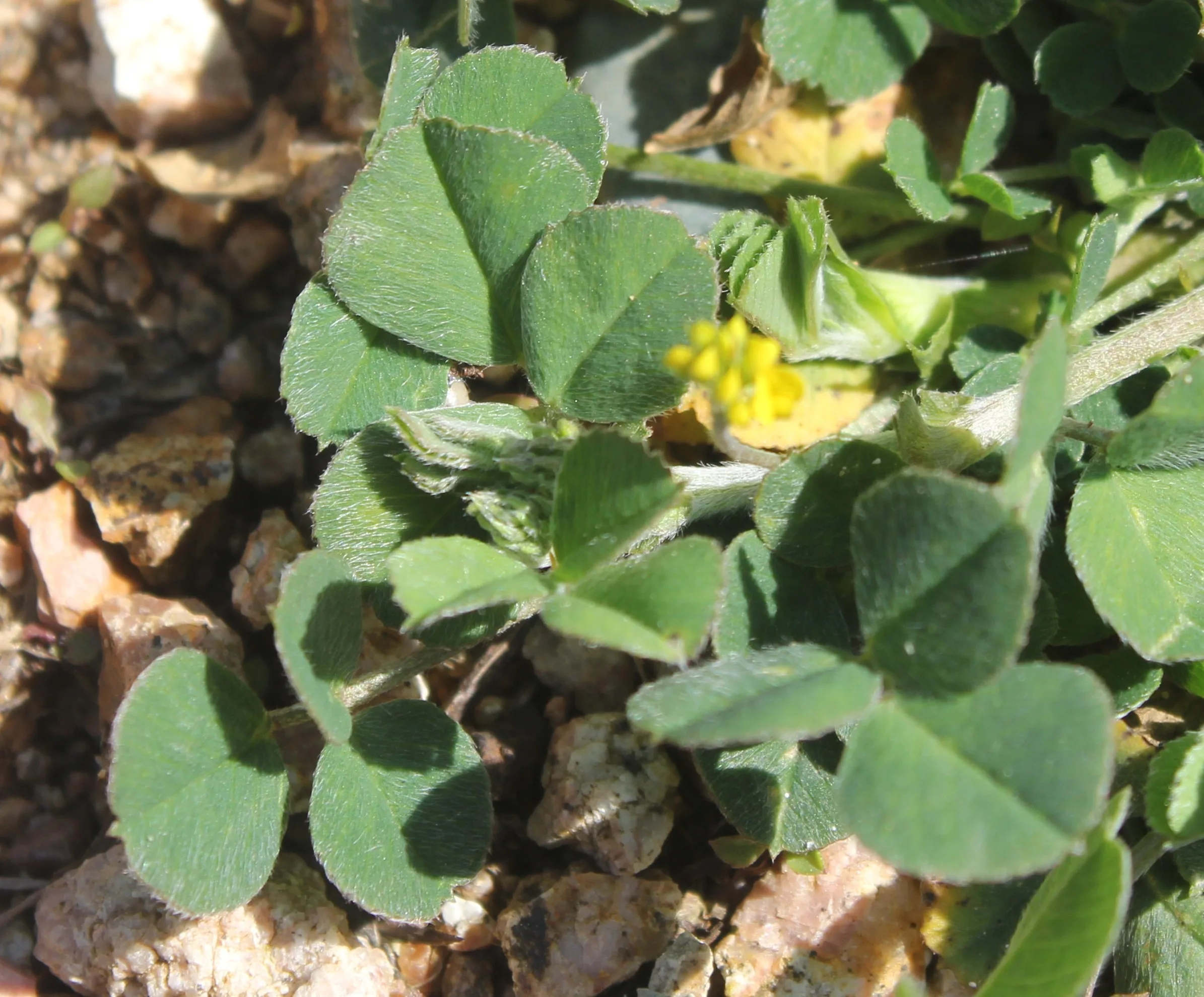 Medicago lupulina