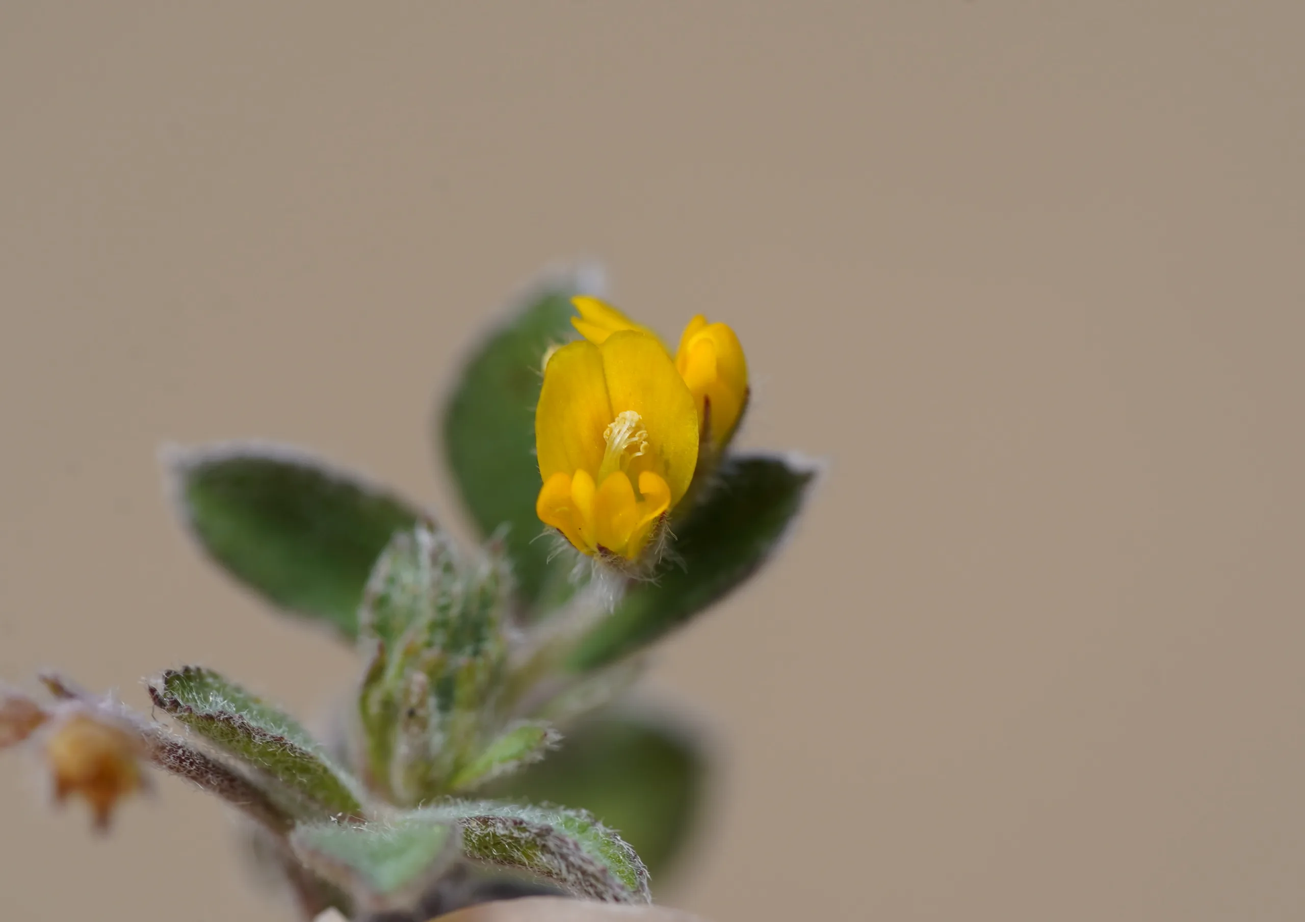 Medicago minima (Gurnik)