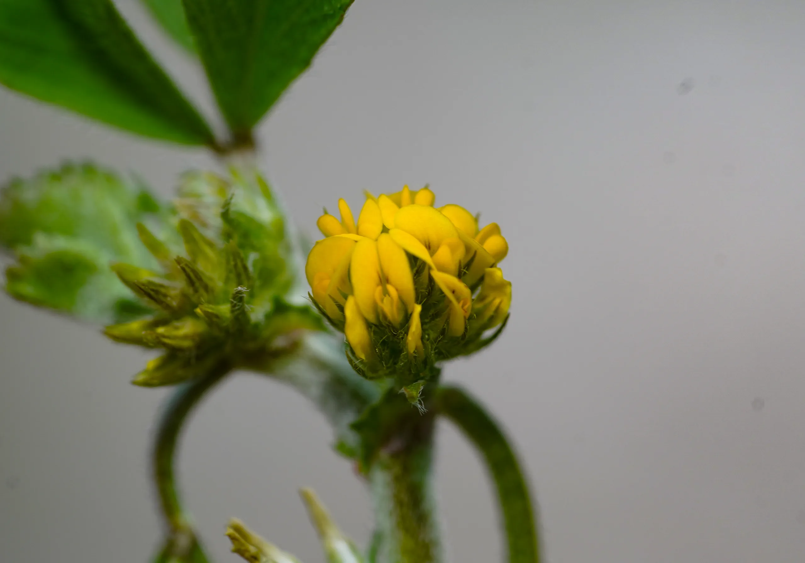 Medicago monspeliaca (Bayır gurniği)