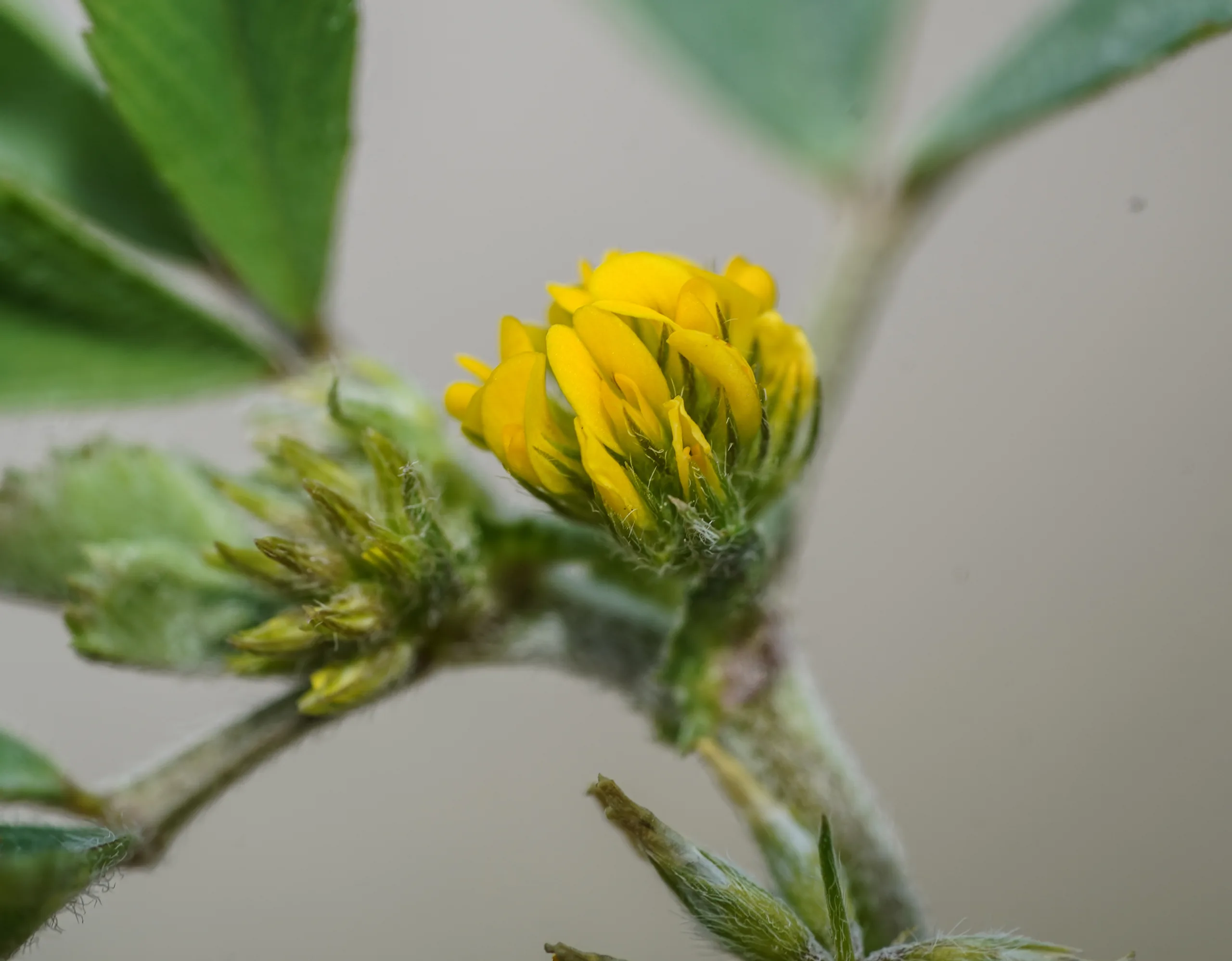 Medicago monspeliaca