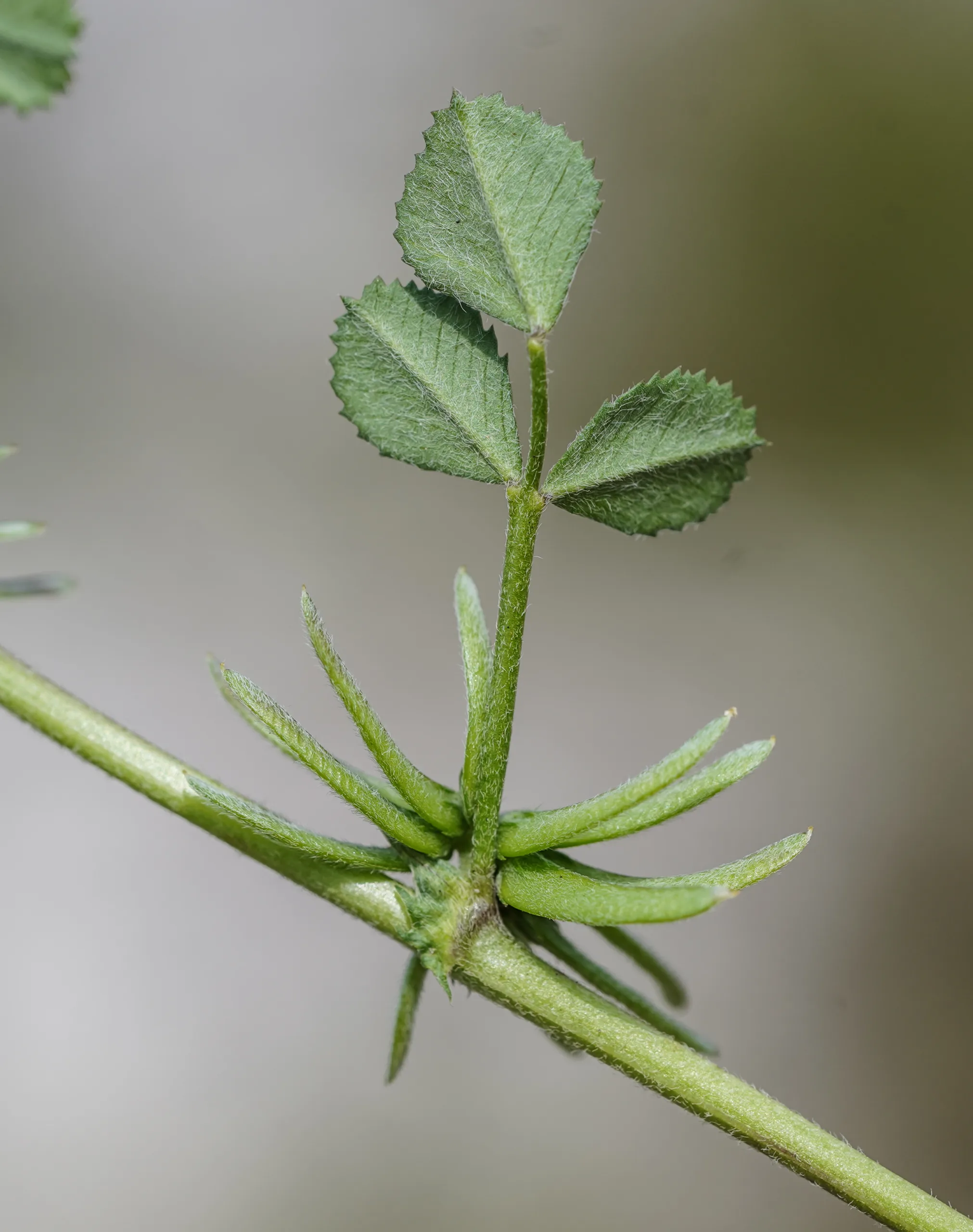 Medicago monspeliaca