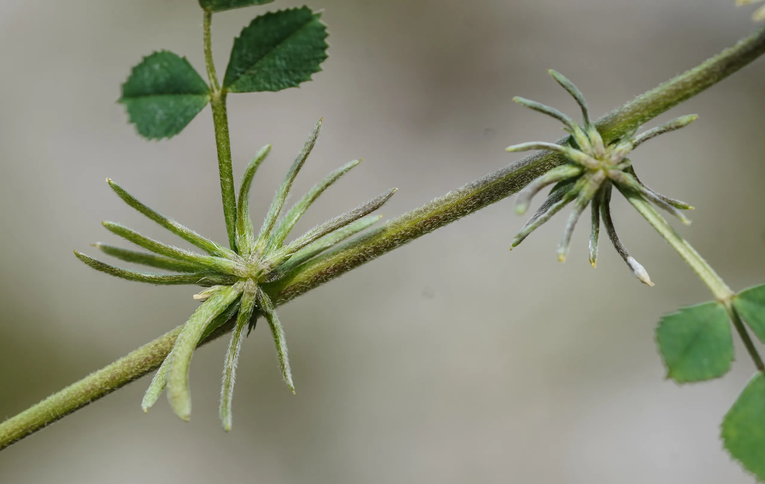 Medicago monspeliaca
