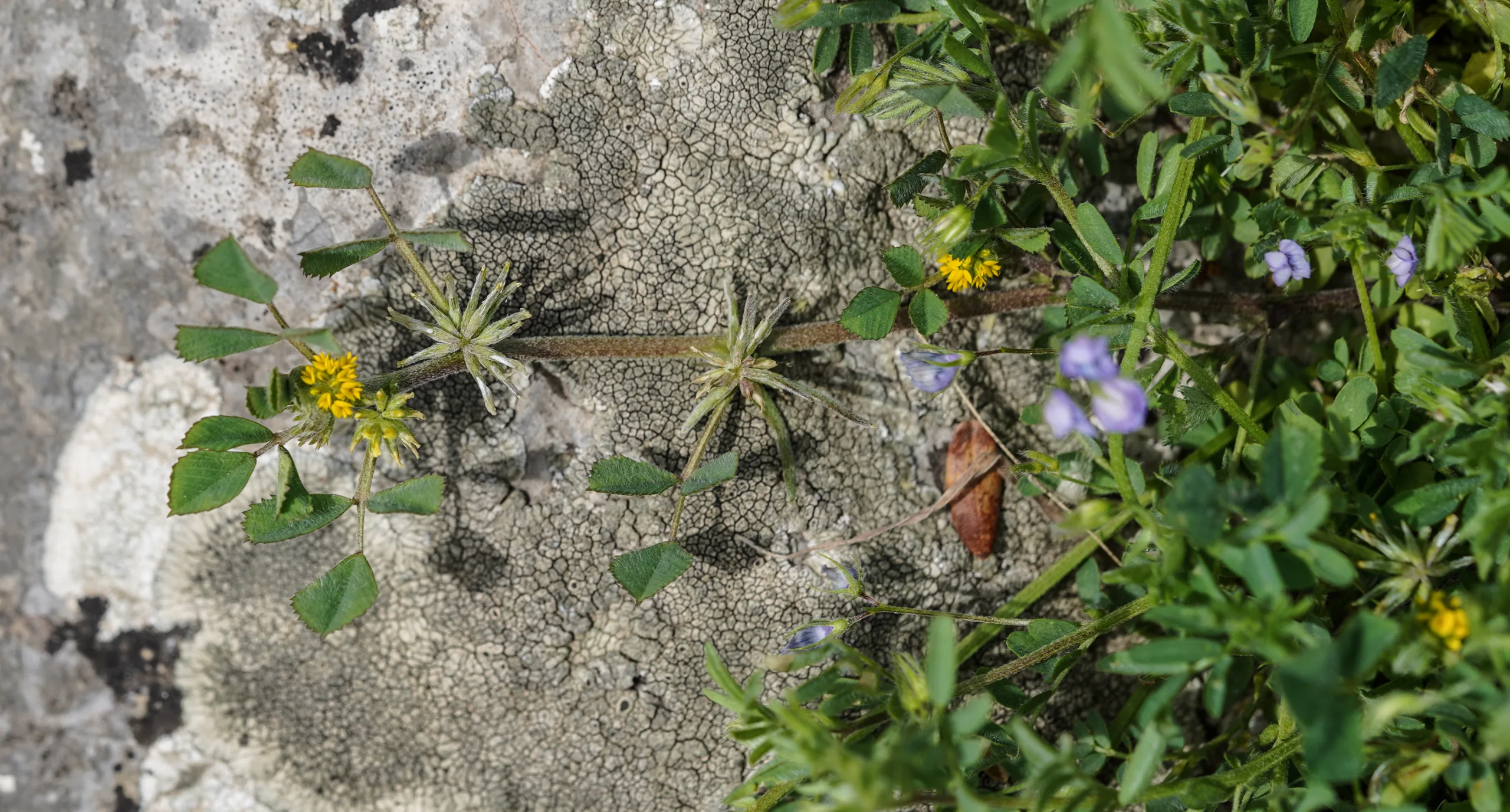 Medicago monspeliaca
