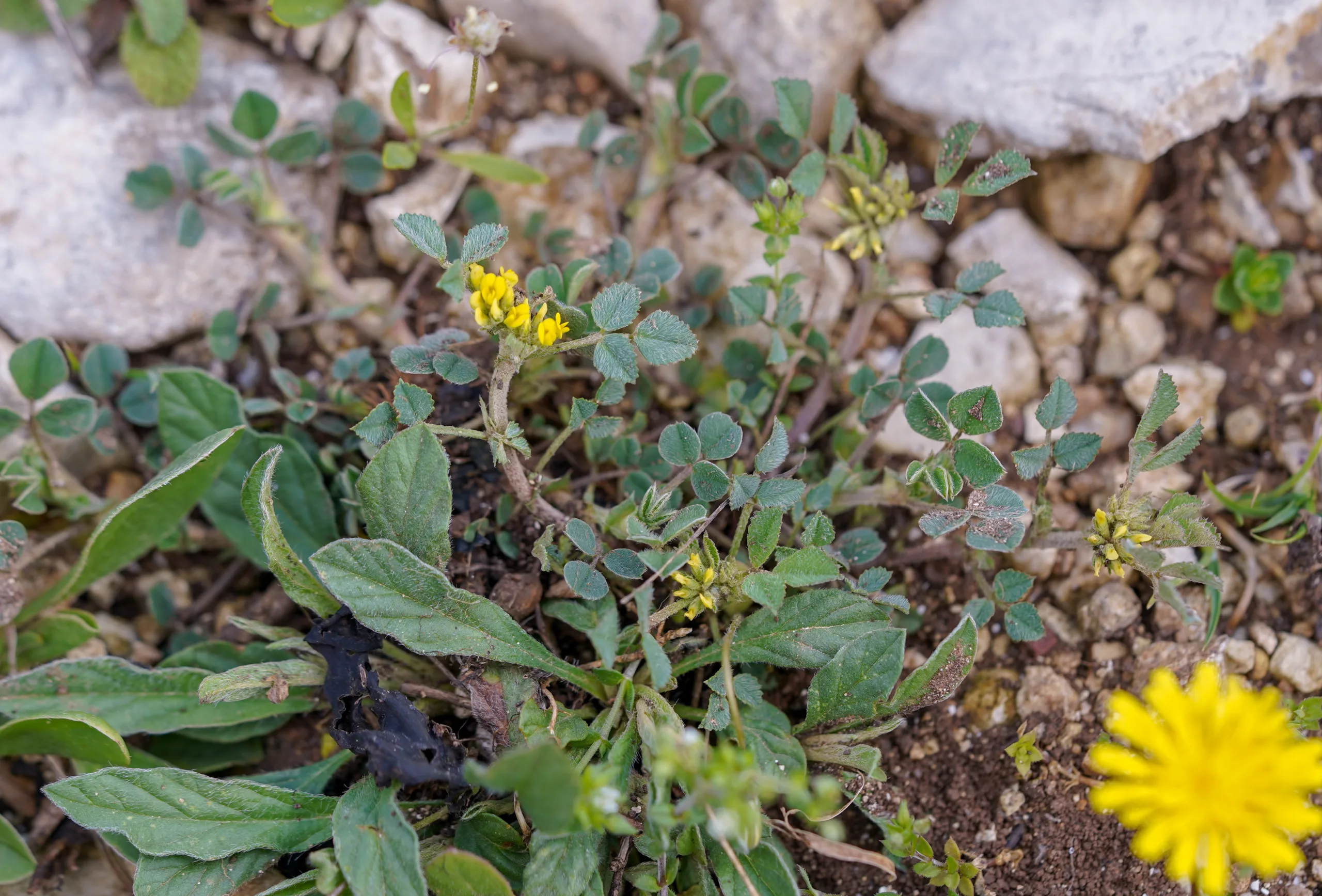 Medicago monspeliaca