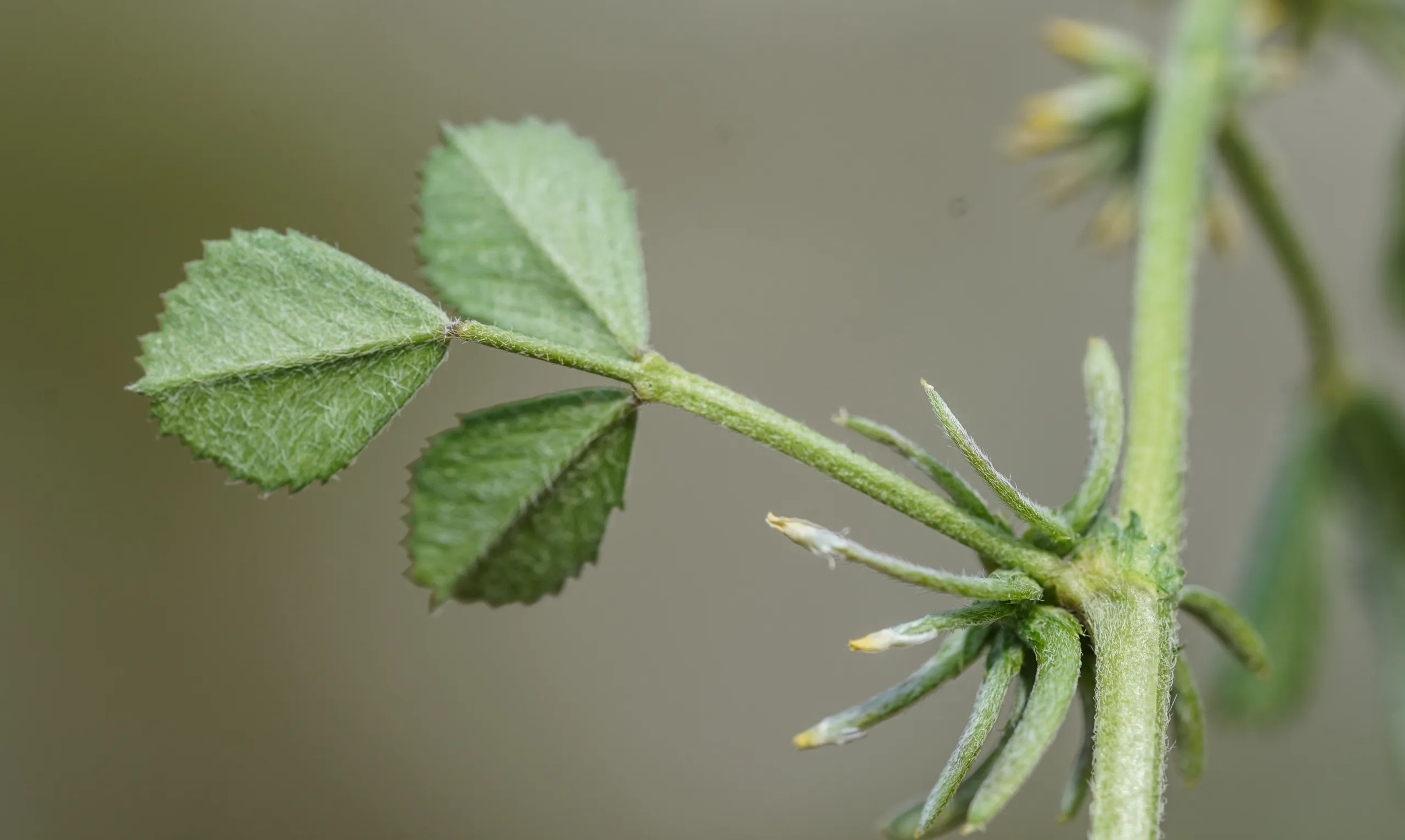 Medicago monspeliaca
