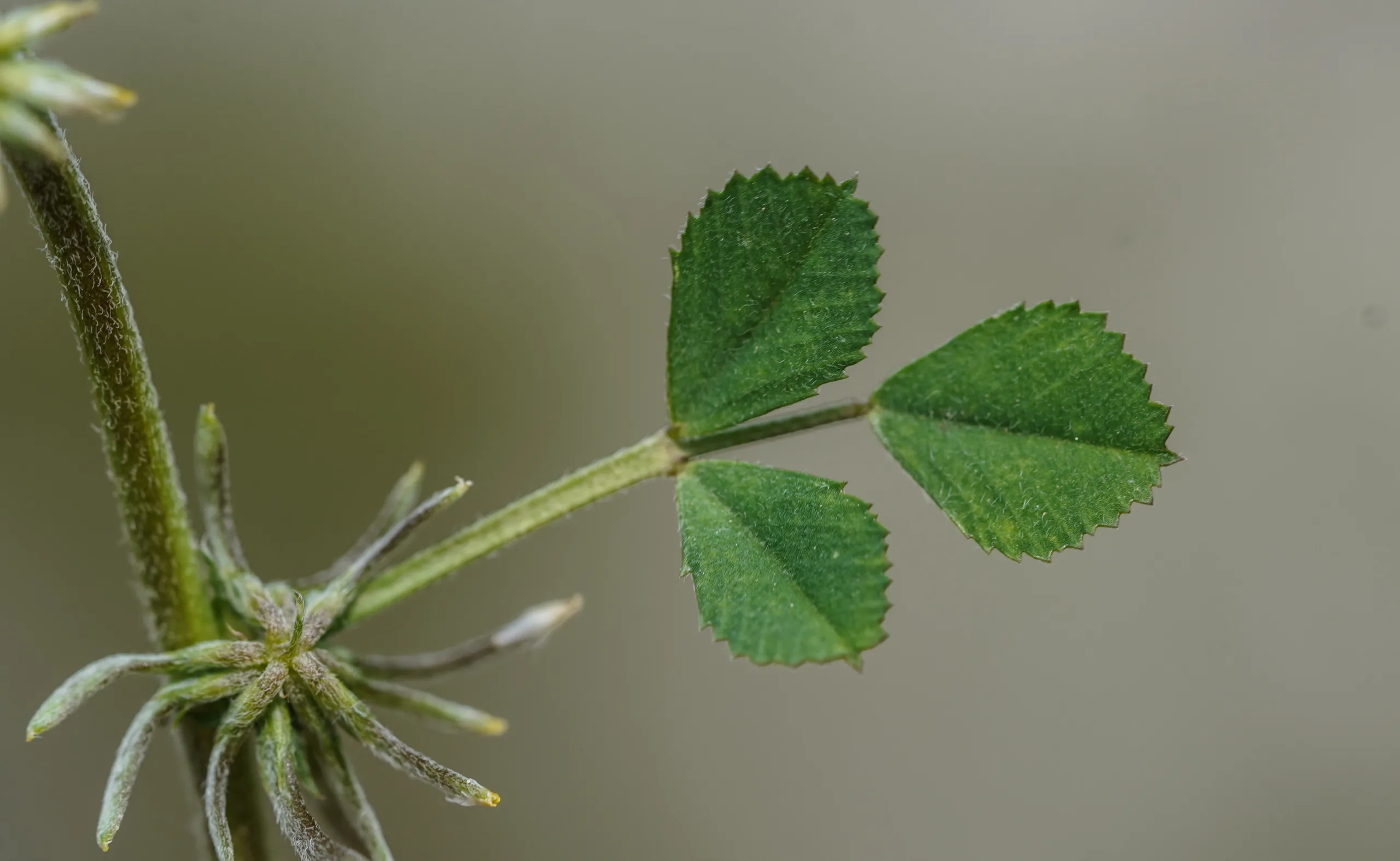 Medicago monspeliaca