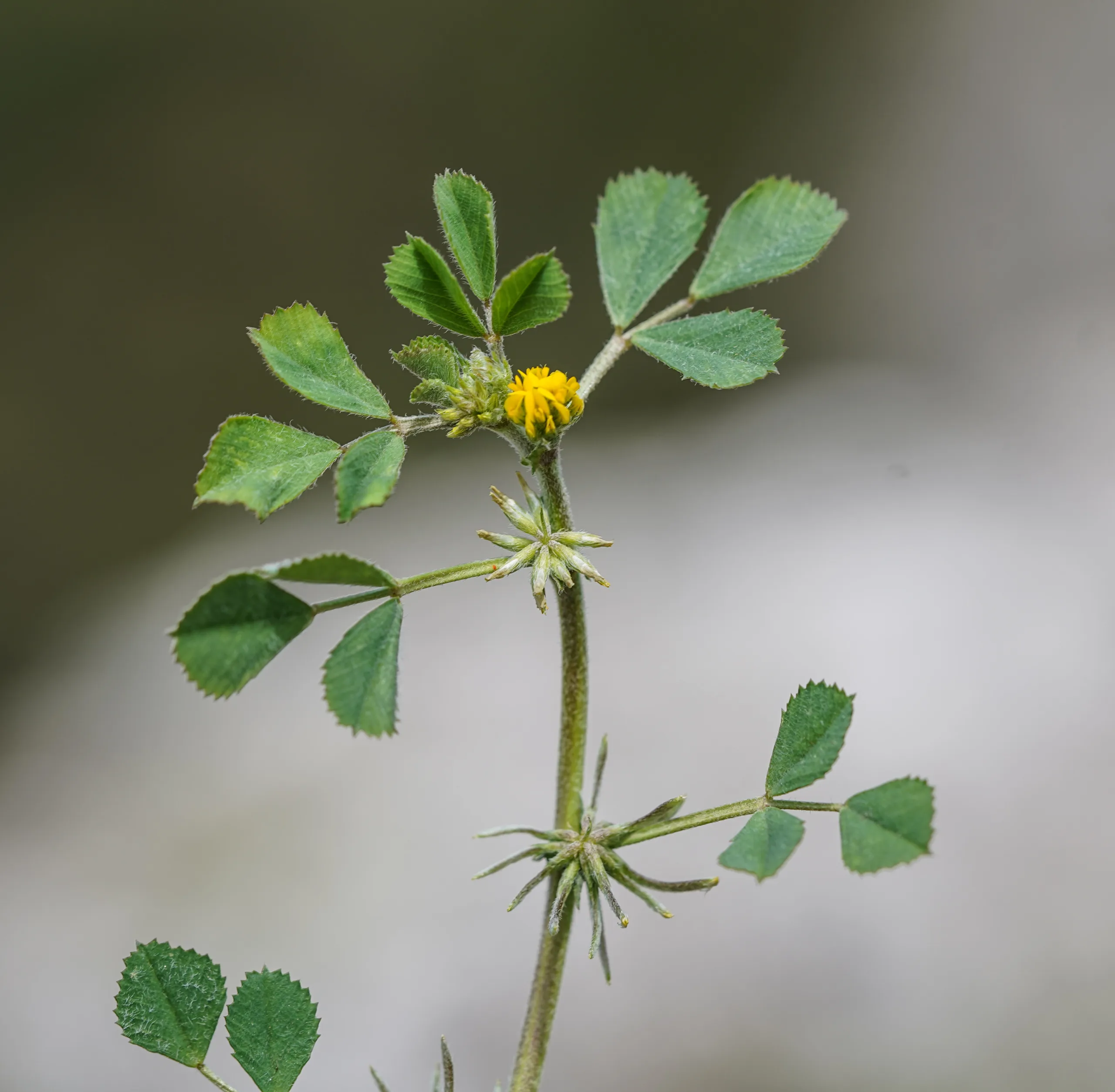 Medicago monspeliaca