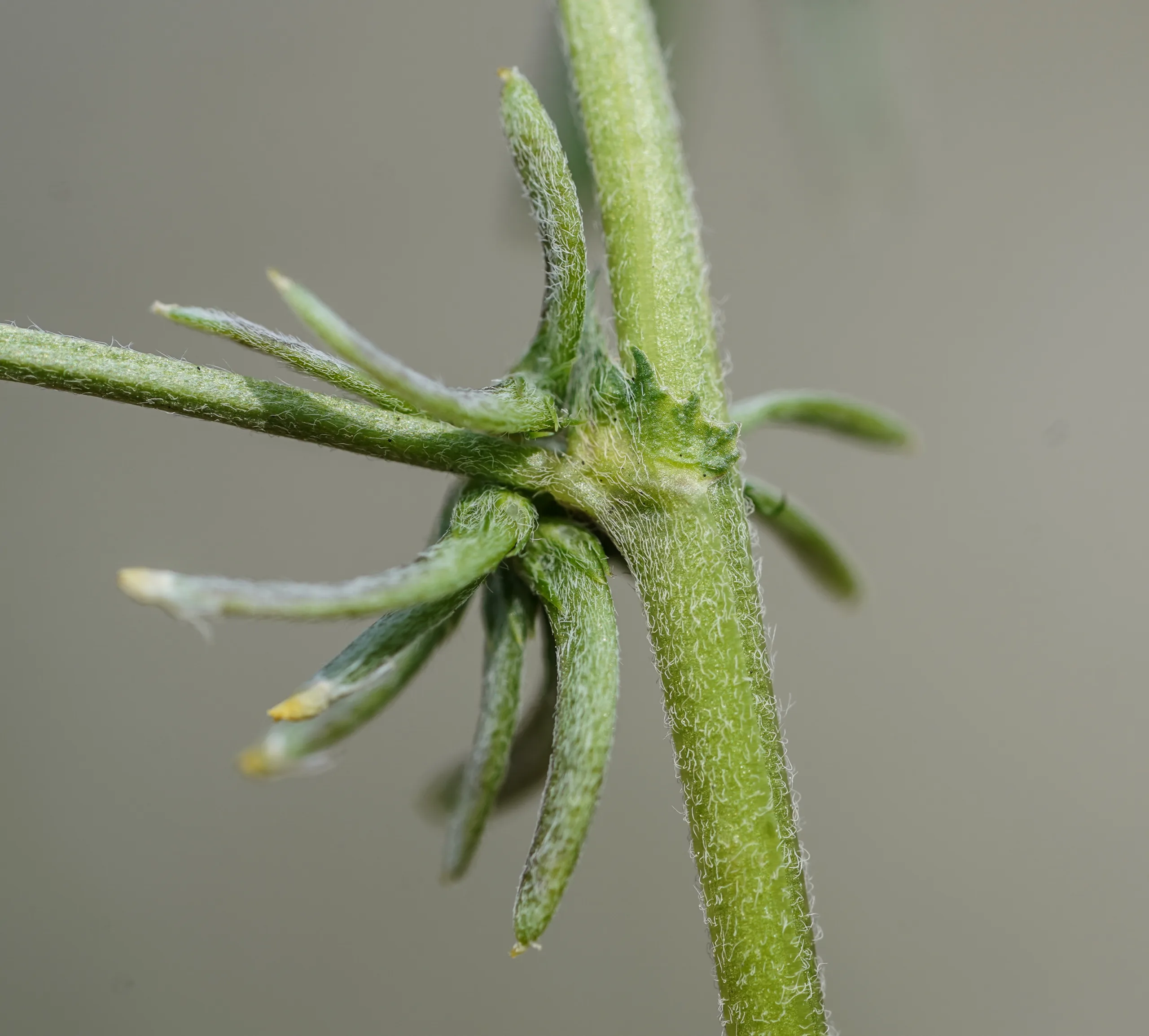 Medicago monspeliaca